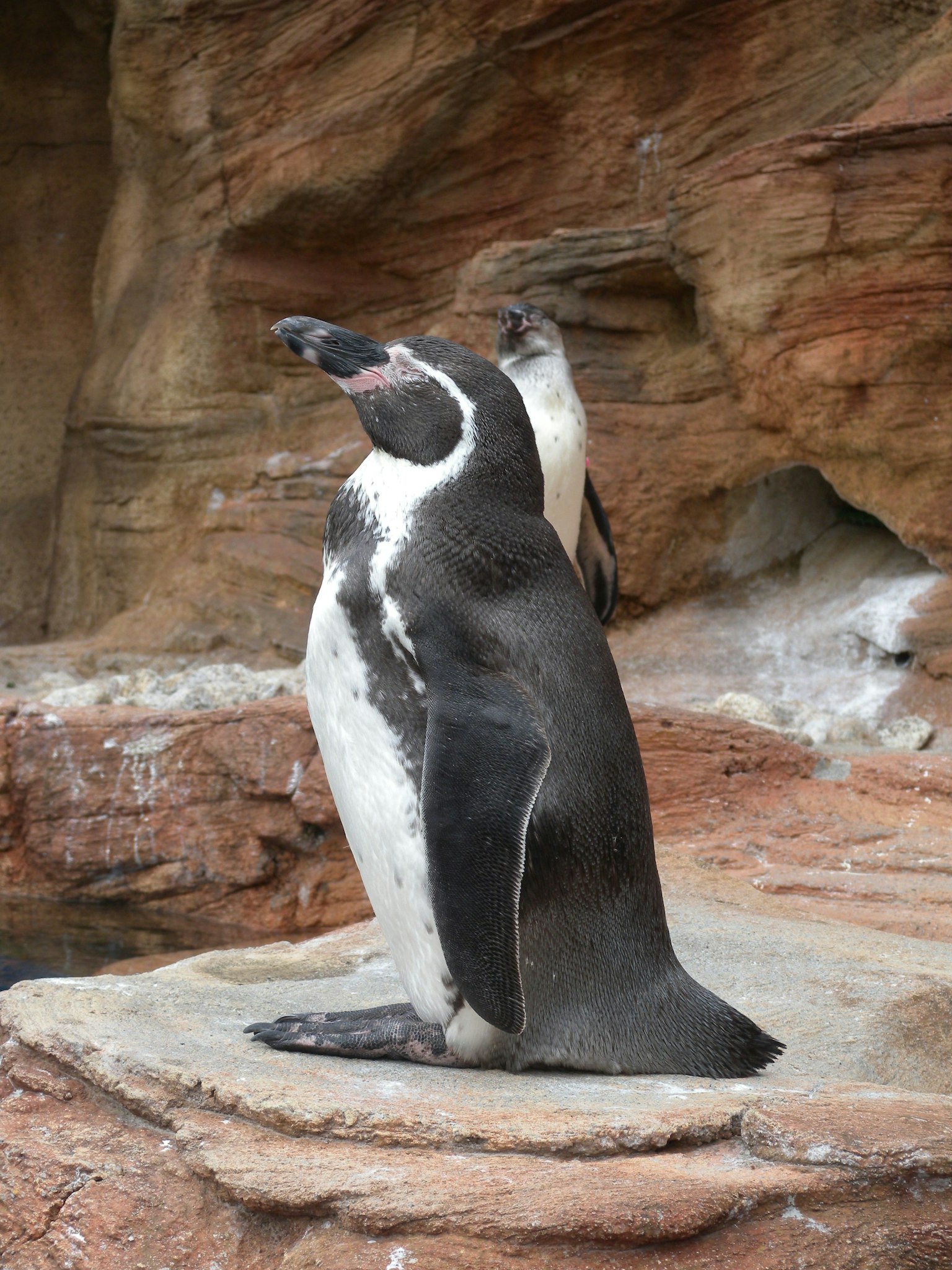 Un pingüino de pie sobre una roca con un fondo rocoso