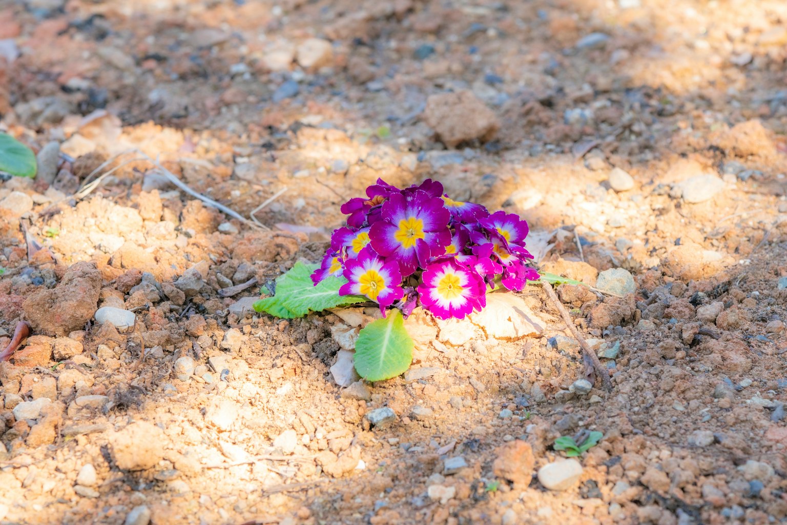 Fiori viola con centri gialli che crescono su terreno marrone