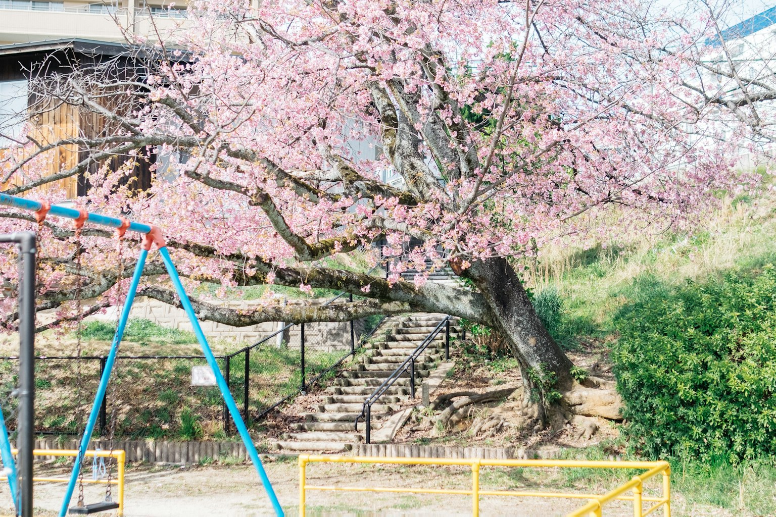 Escena de parque con un árbol de cerezo en flor
