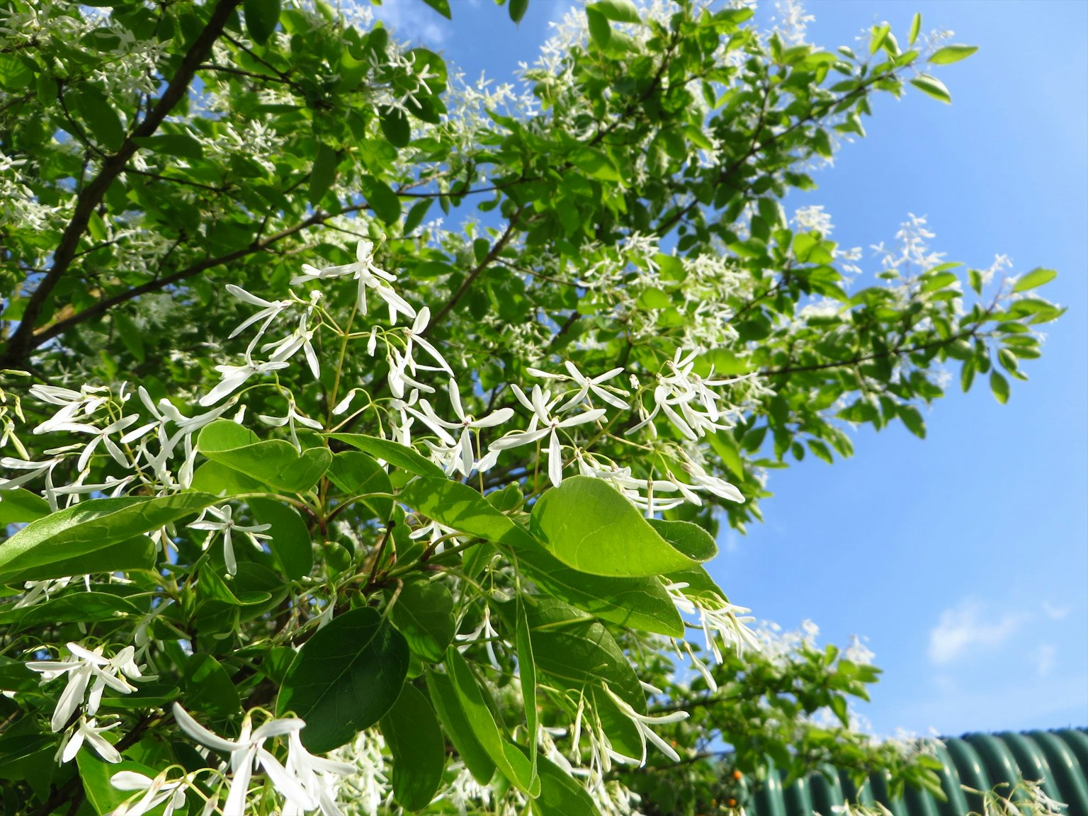 Árbol con flores blancas y hojas verdes contra un cielo azul