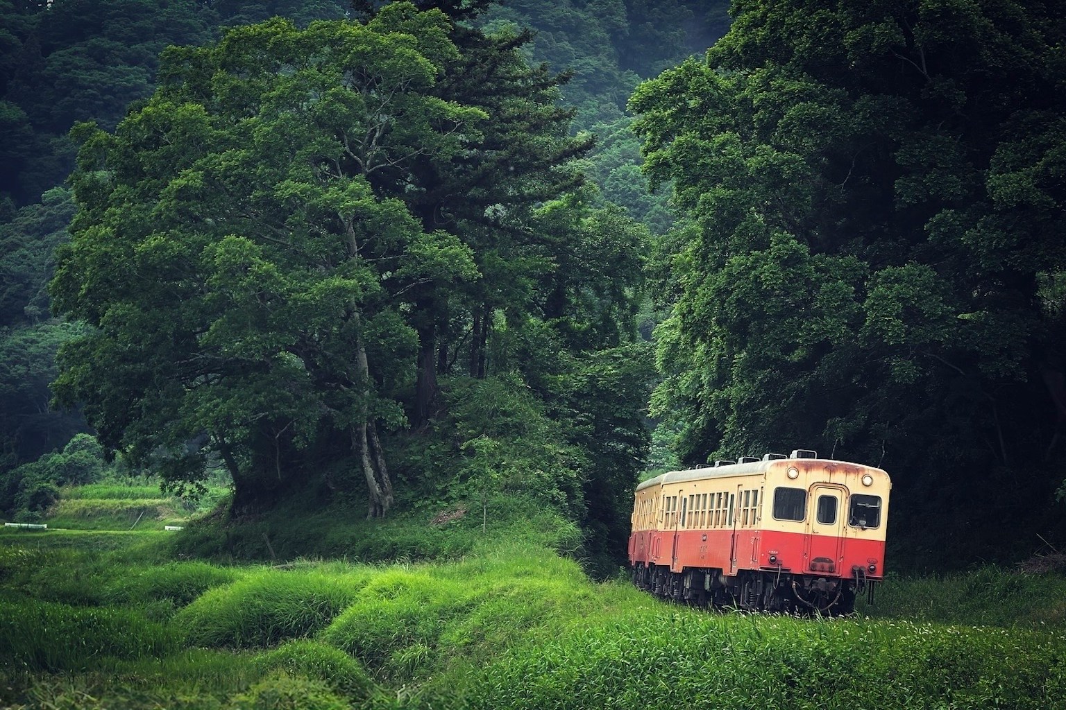 Red train traveling through lush green landscape