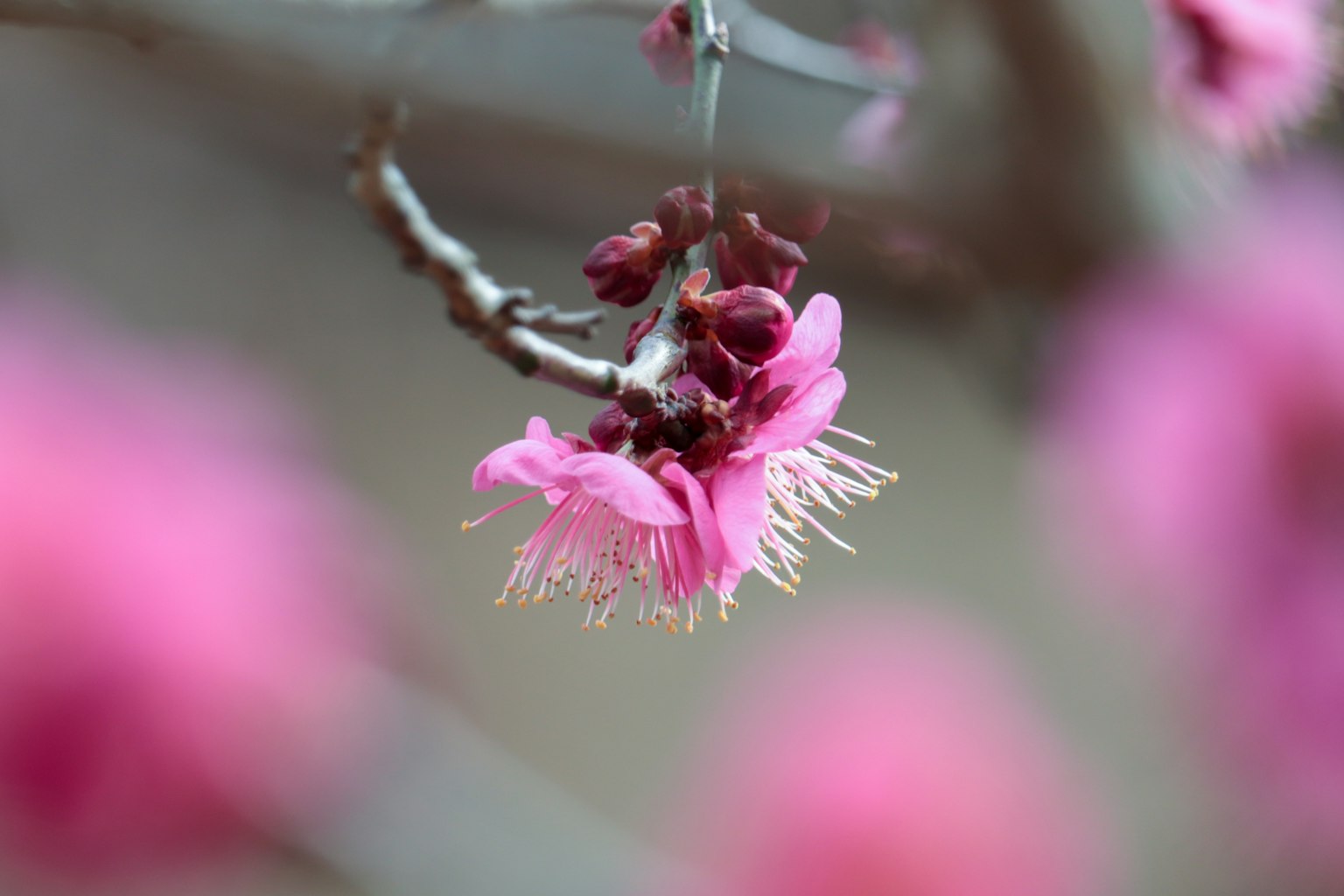 Primo piano di un fiore rosa che sboccia su un ramo