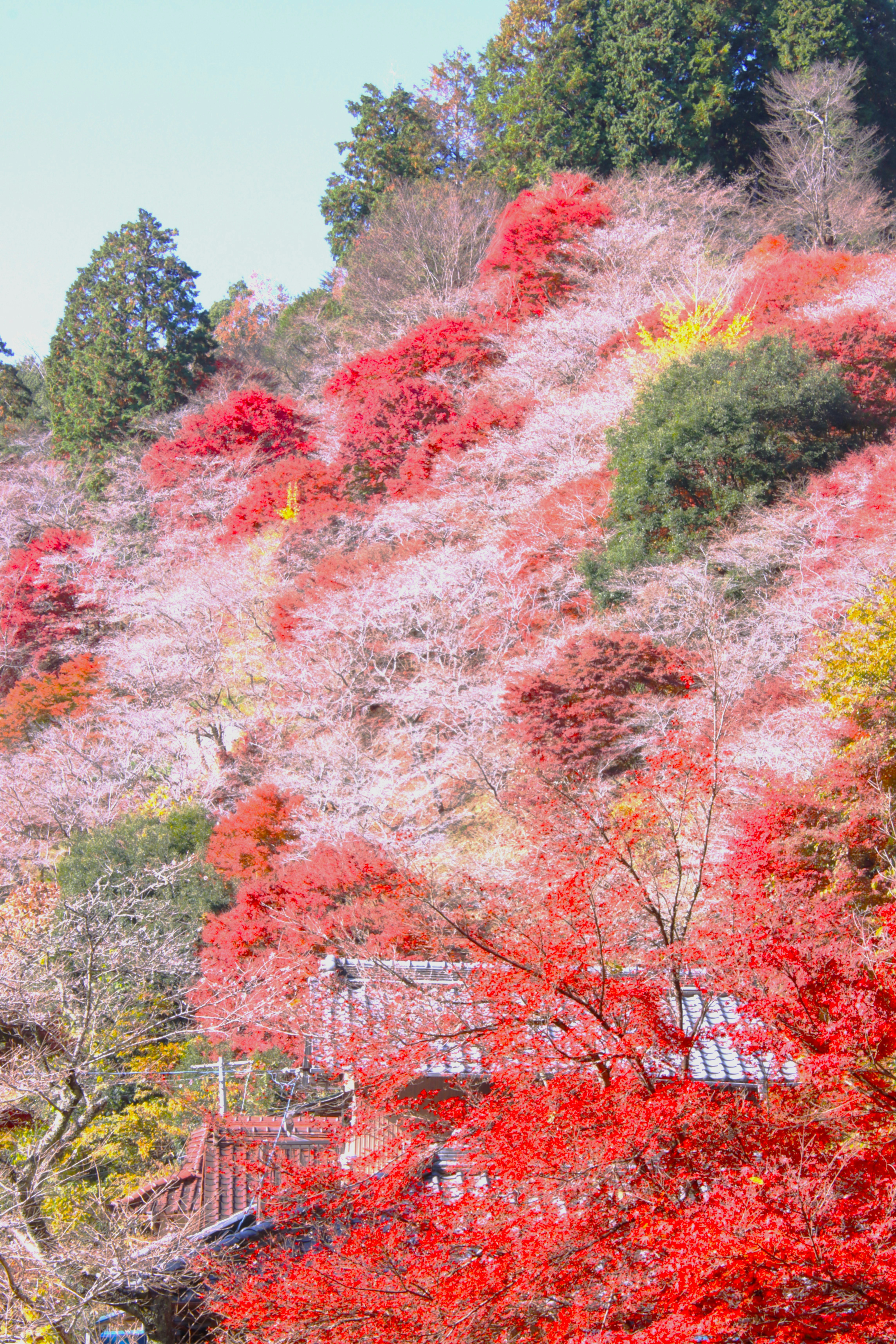 川沿いの四季桜が咲く山の斜面の景色