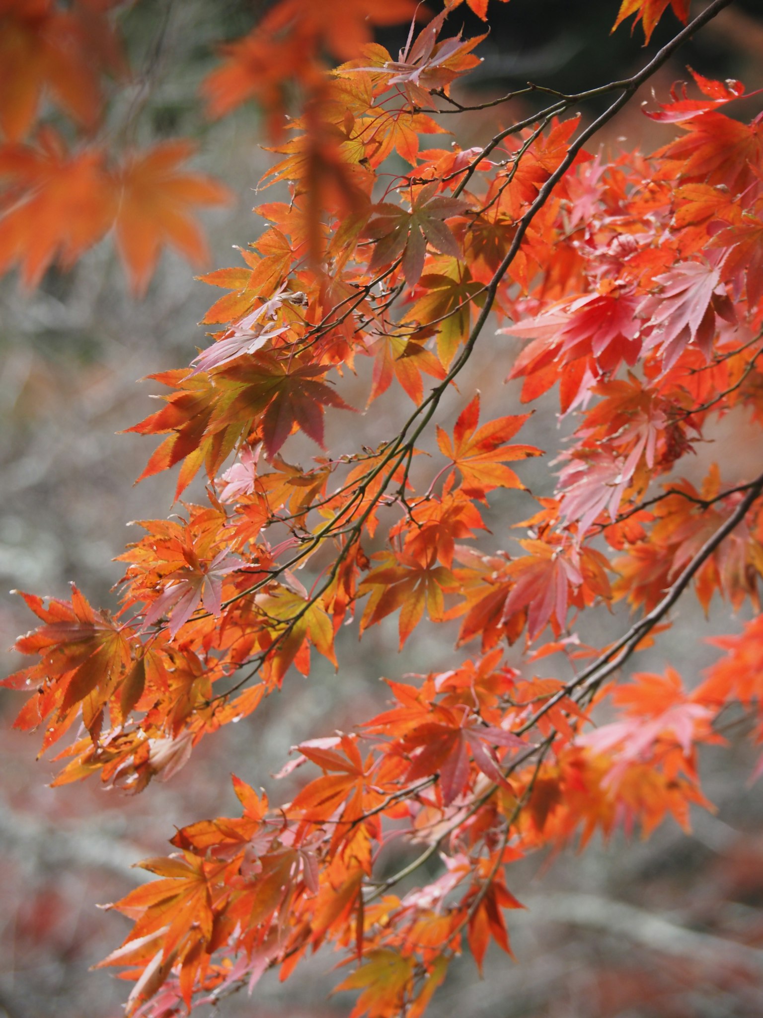 Äste eines Ahorns mit leuchtend roten Blättern herbstliche Szenerie