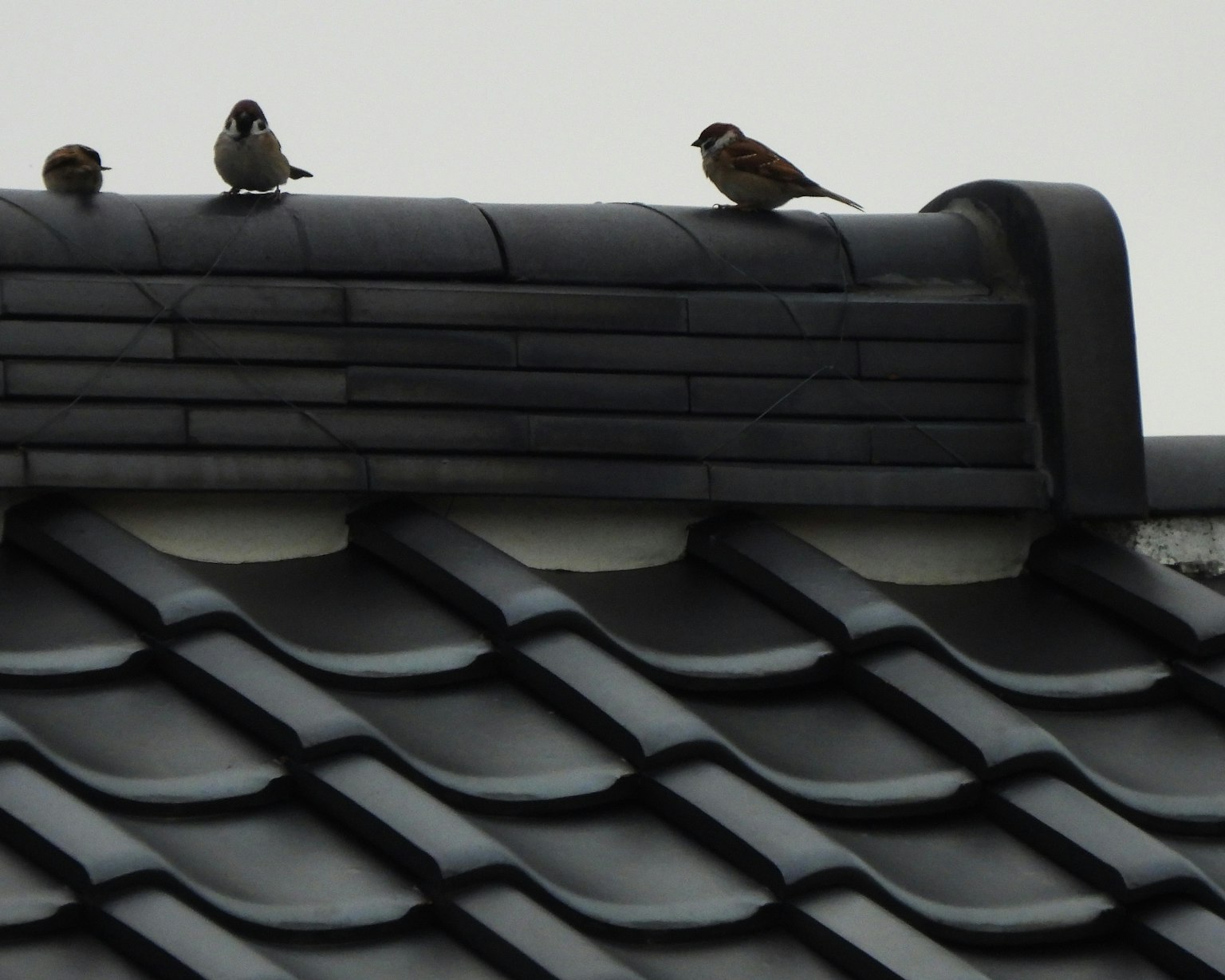 屋根の上に止まっている小鳥たちの群れ