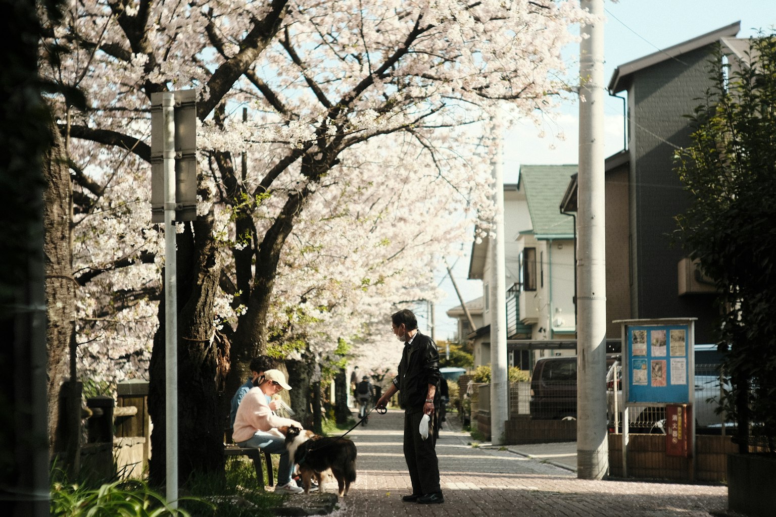 Hai người trò chuyện trên con đường có hàng cây anh đào và một con chó