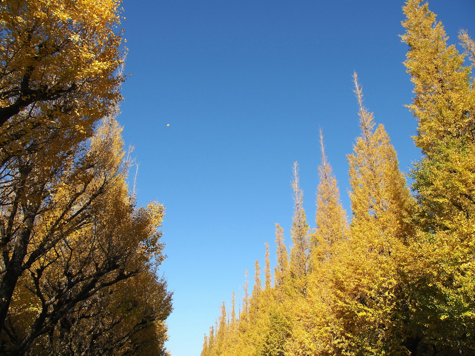 Bellissimo paesaggio di alberi gialli sotto un cielo blu