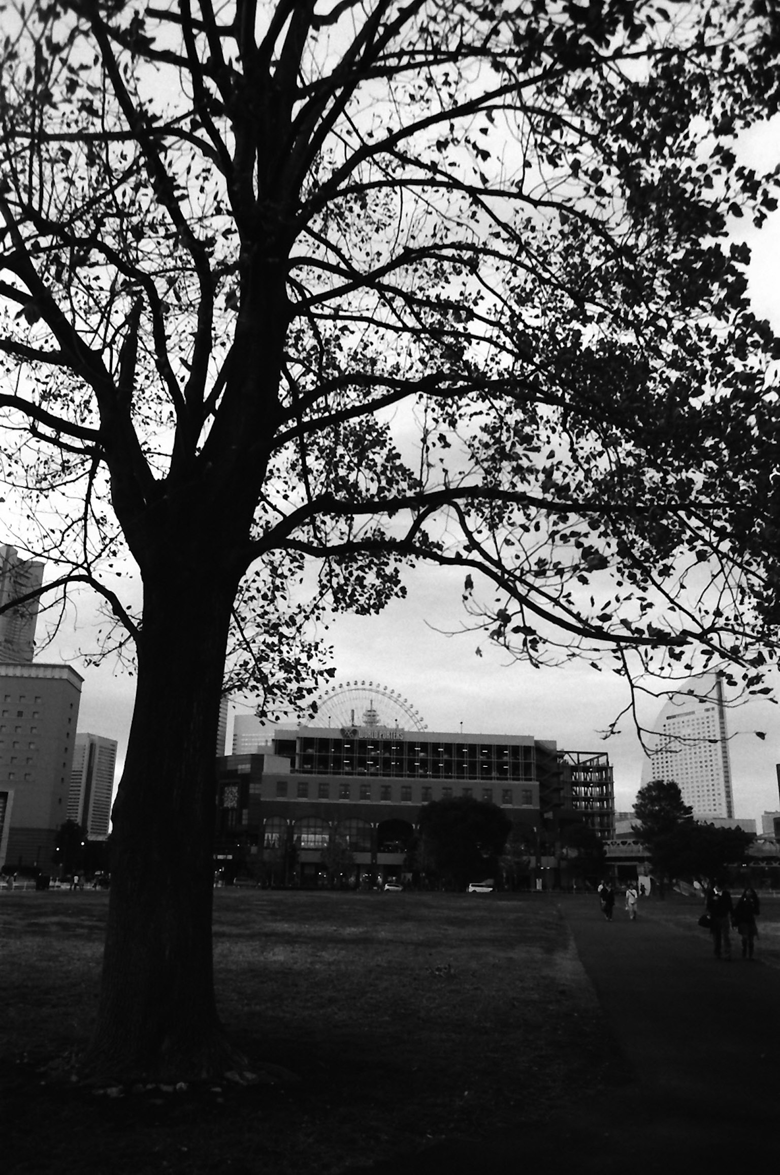 Silhouette di un albero alto in bianco e nero con un edificio sullo sfondo