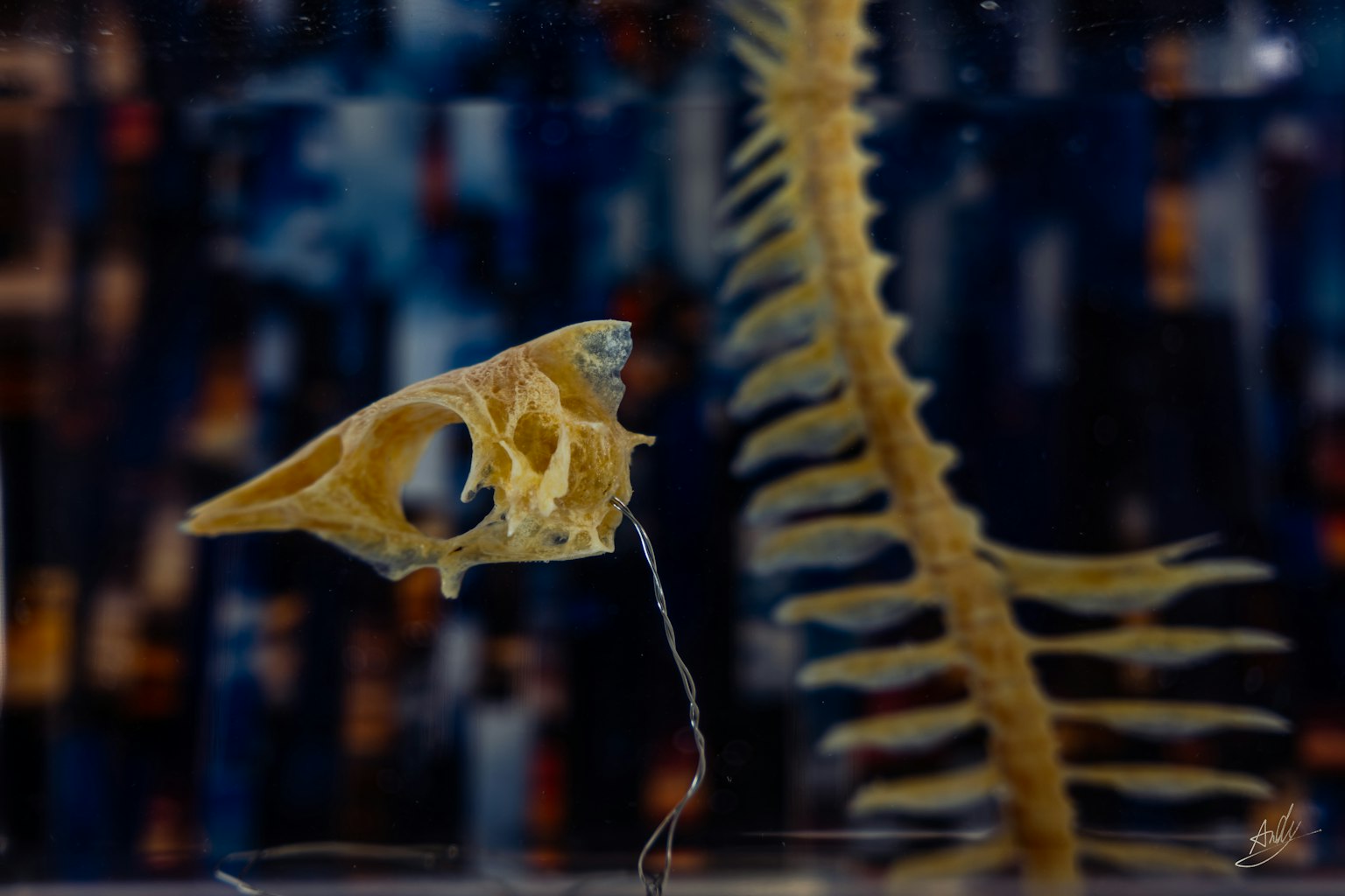 Skeletal specimen of a fish showing the skull and spine in a clear tank