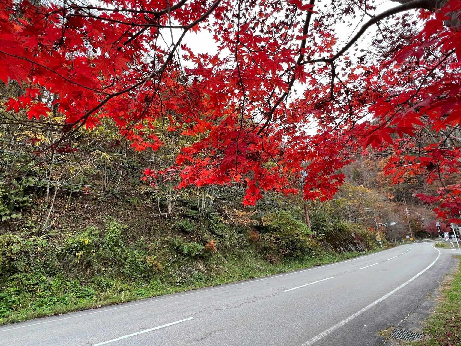 道路兩旁被鮮豔紅楓葉裝飾的美麗景色