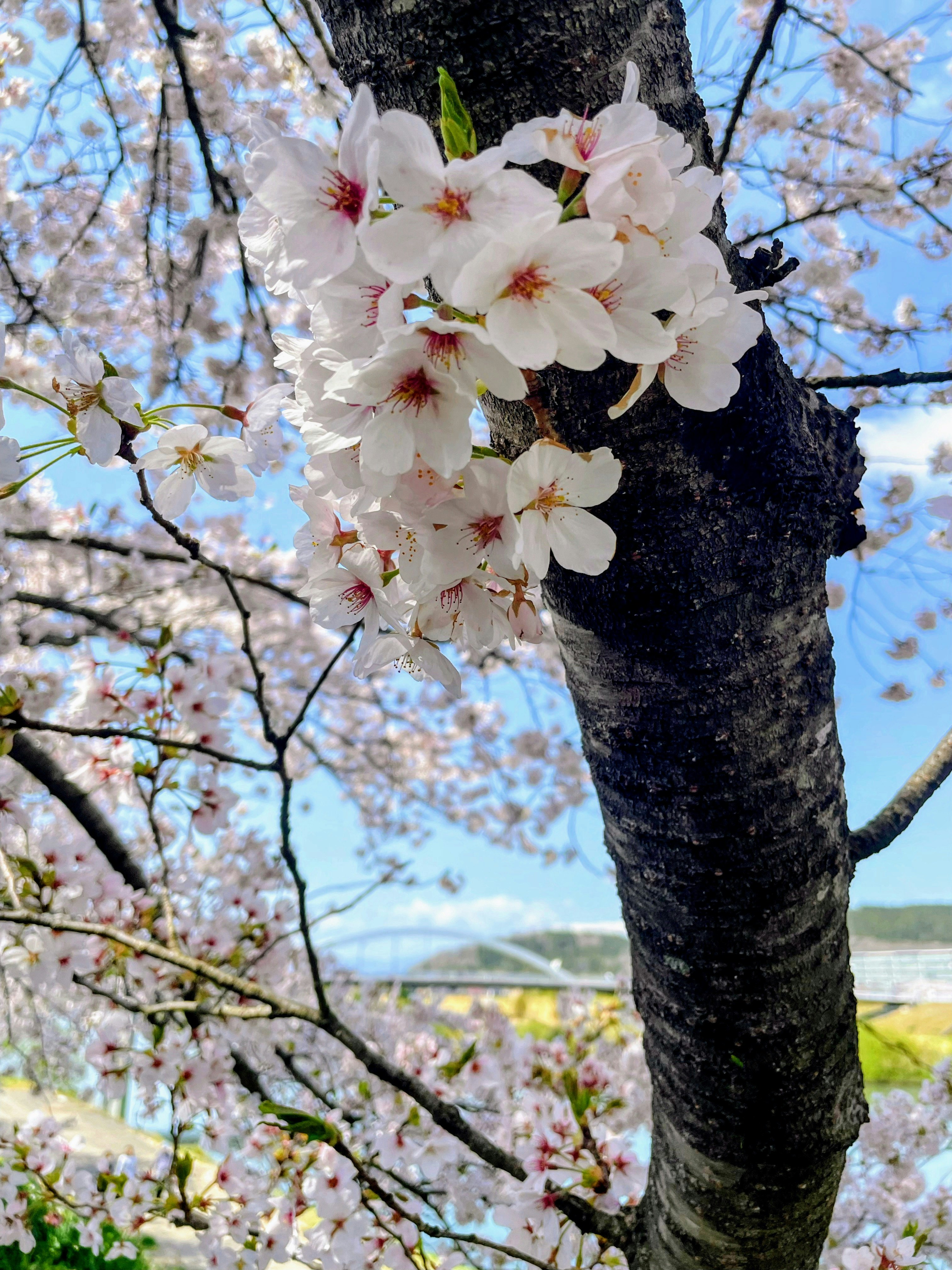 Flor de cerezo en plena floración en ramas en Tohoku