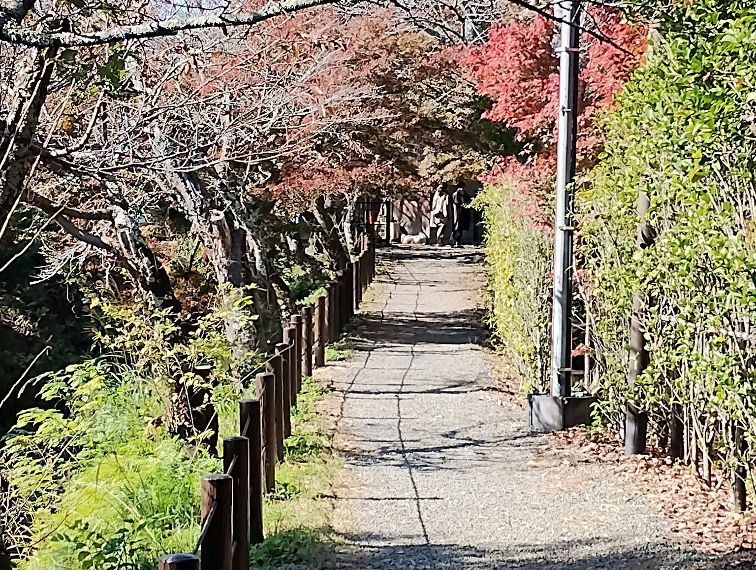 A quiet path surrounded by autumn foliage