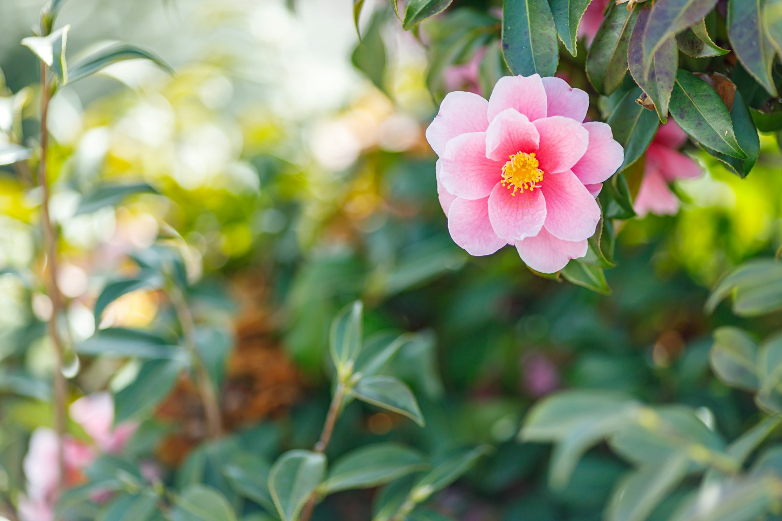 Eine schöne rosa Kamellienblüte umgeben von grünen Blättern