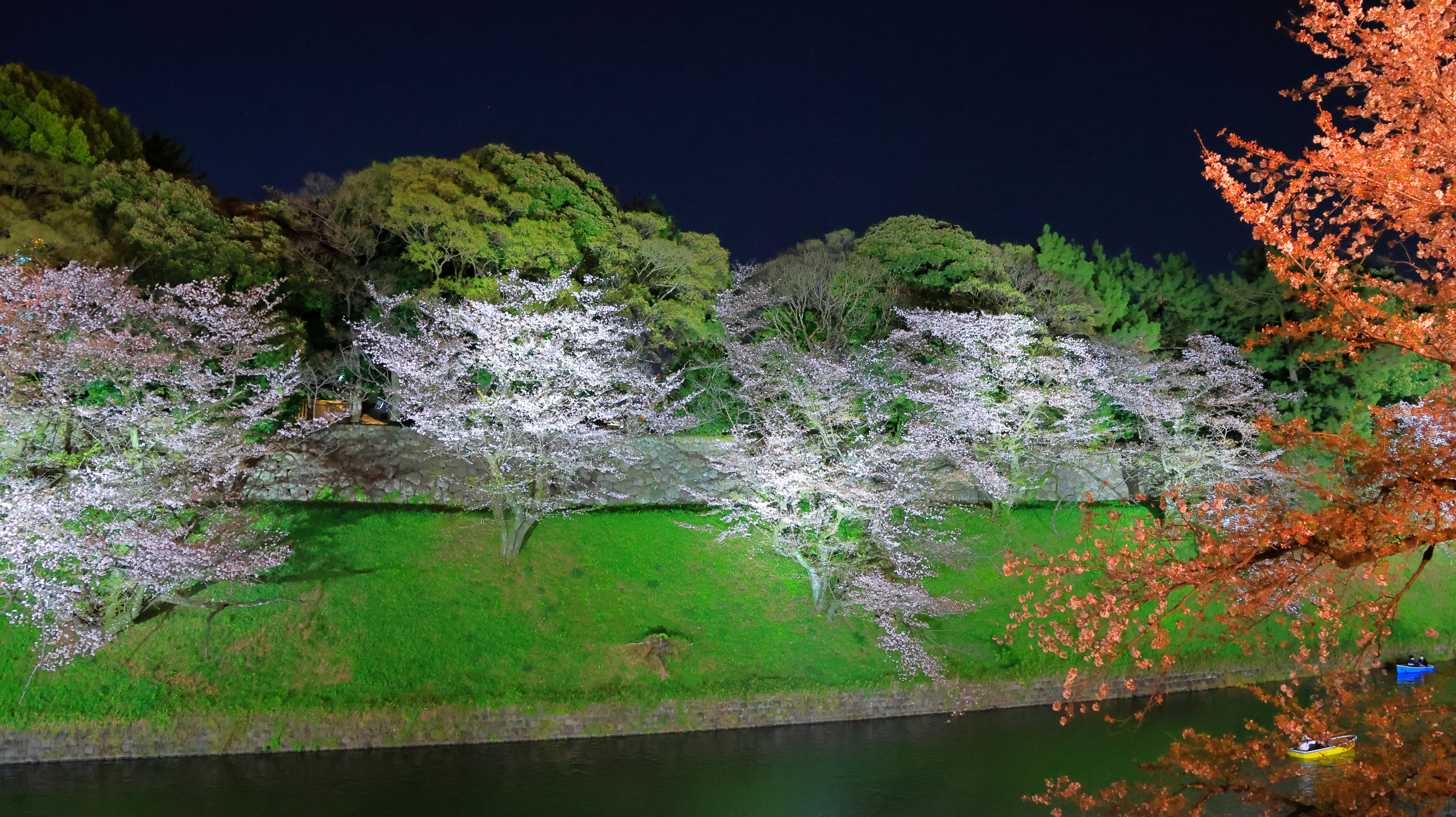 夜晚山坡上的樱花与新绿植被