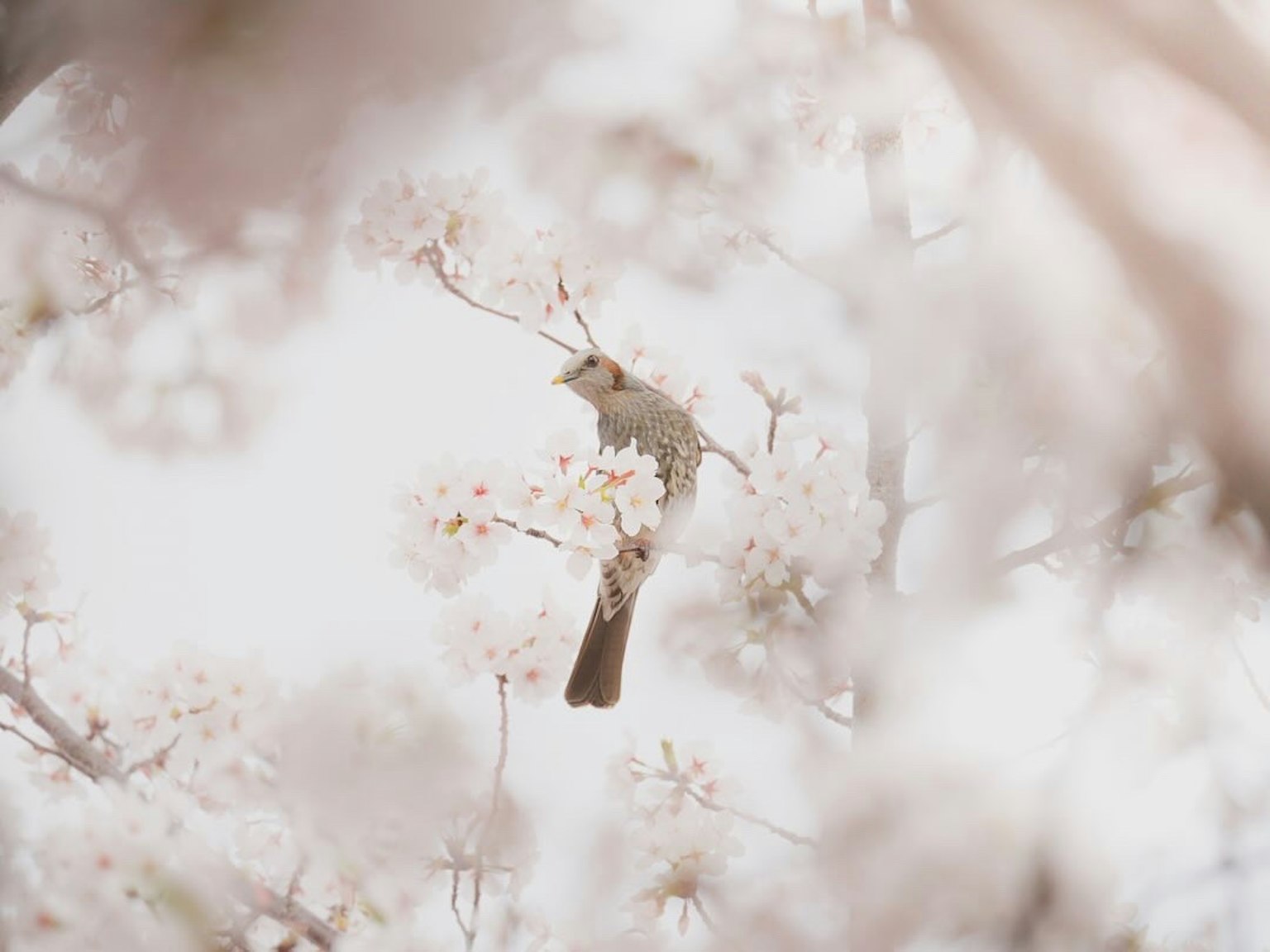 Une image douce d'un oiseau parmi des cerisiers en fleurs