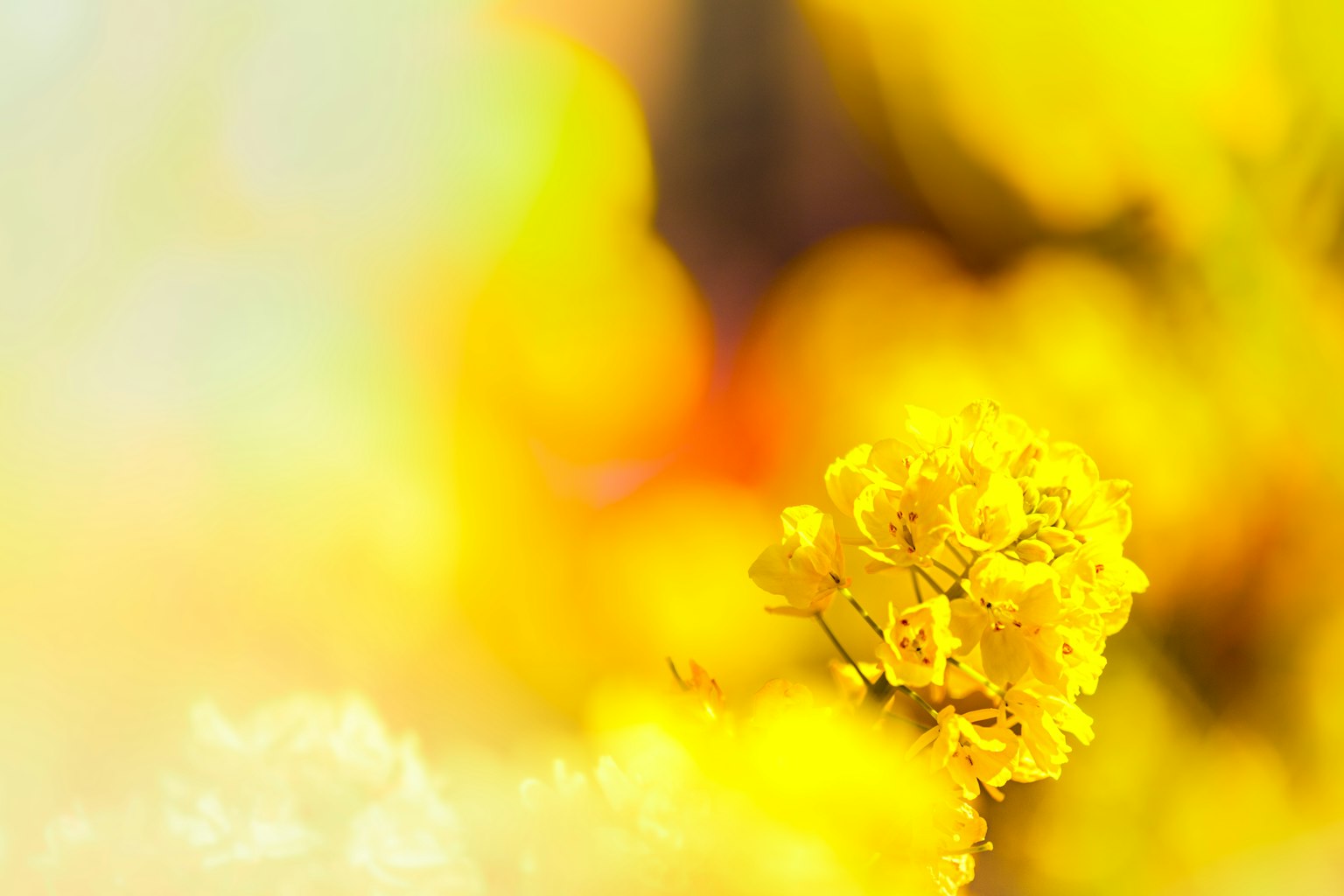 ดอกไม้สีเหลืองสดใสบนพื้นหลังที่เบลอสร้างเอฟเฟกต์นุ่มนวลและฝัน