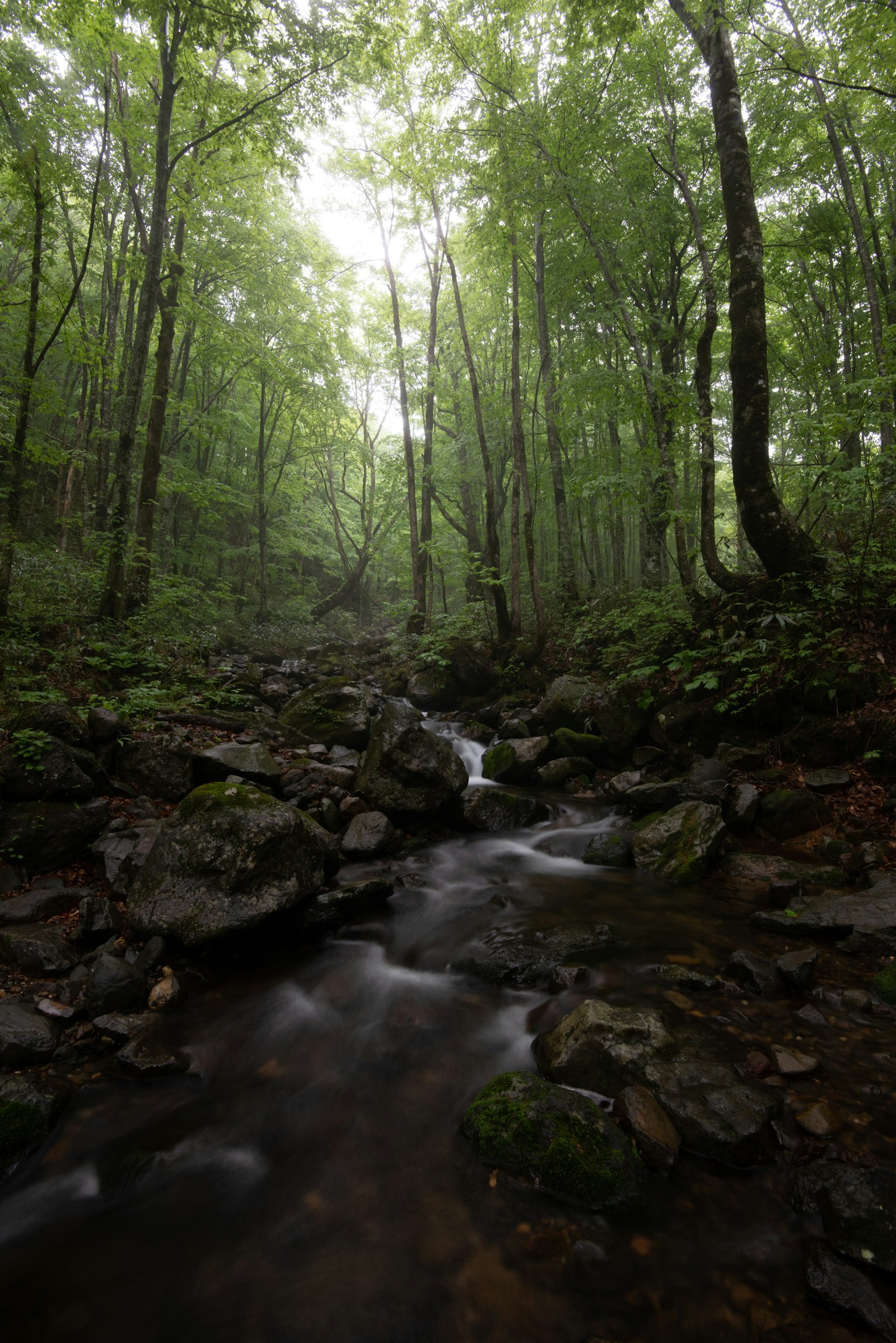 Üppiger grüner Wald mit einem Bach und Steinen