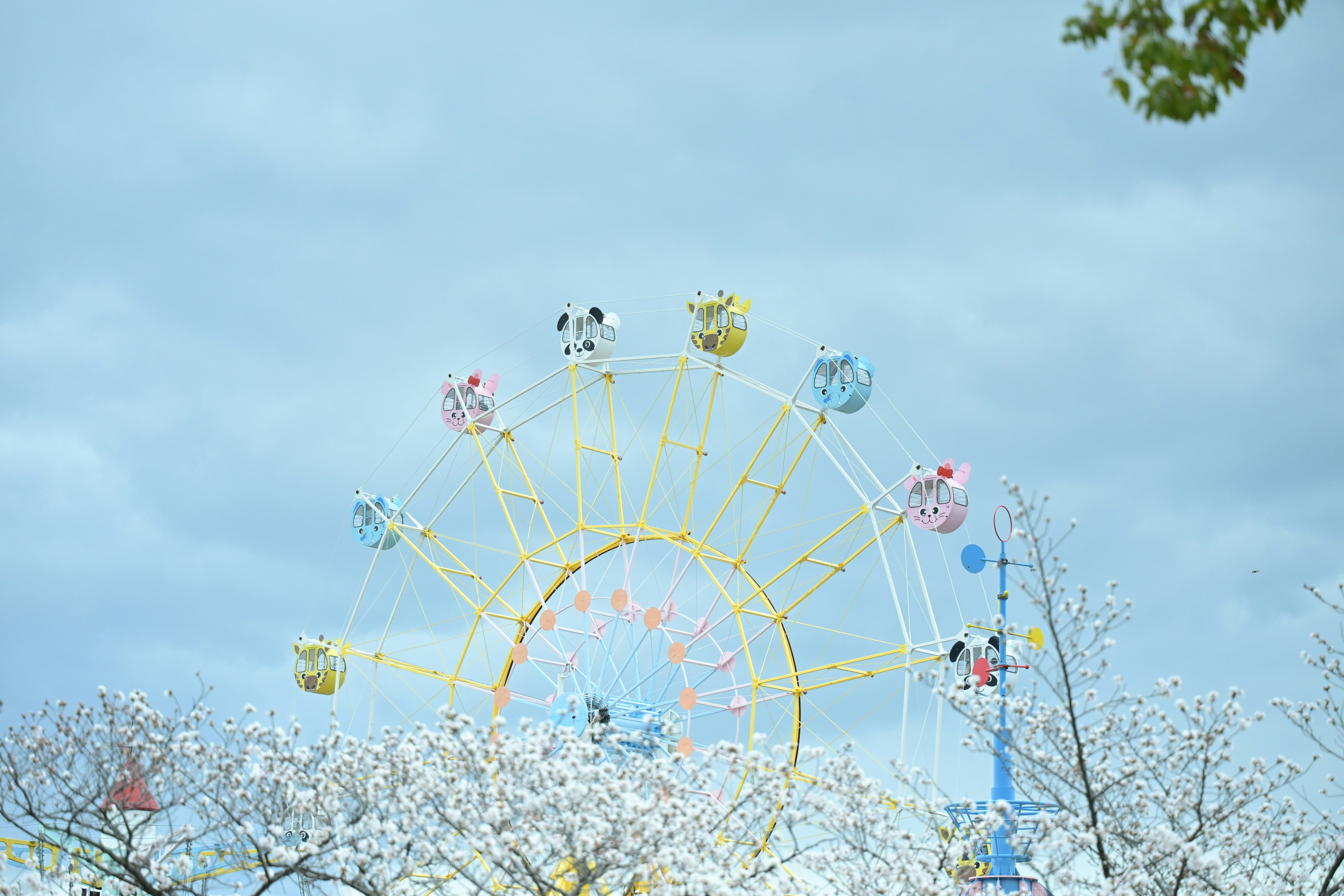満開の桜の上にそびえる観覧車と風船の遊具