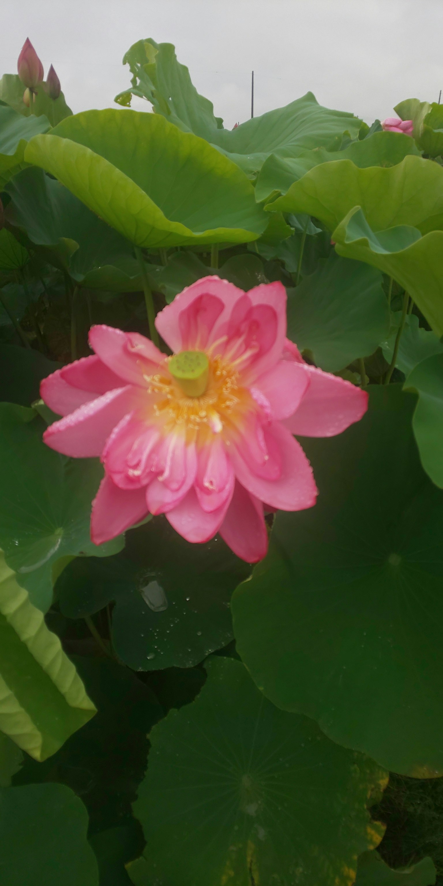 Beautiful pink lotus flower floating on water with green leaves