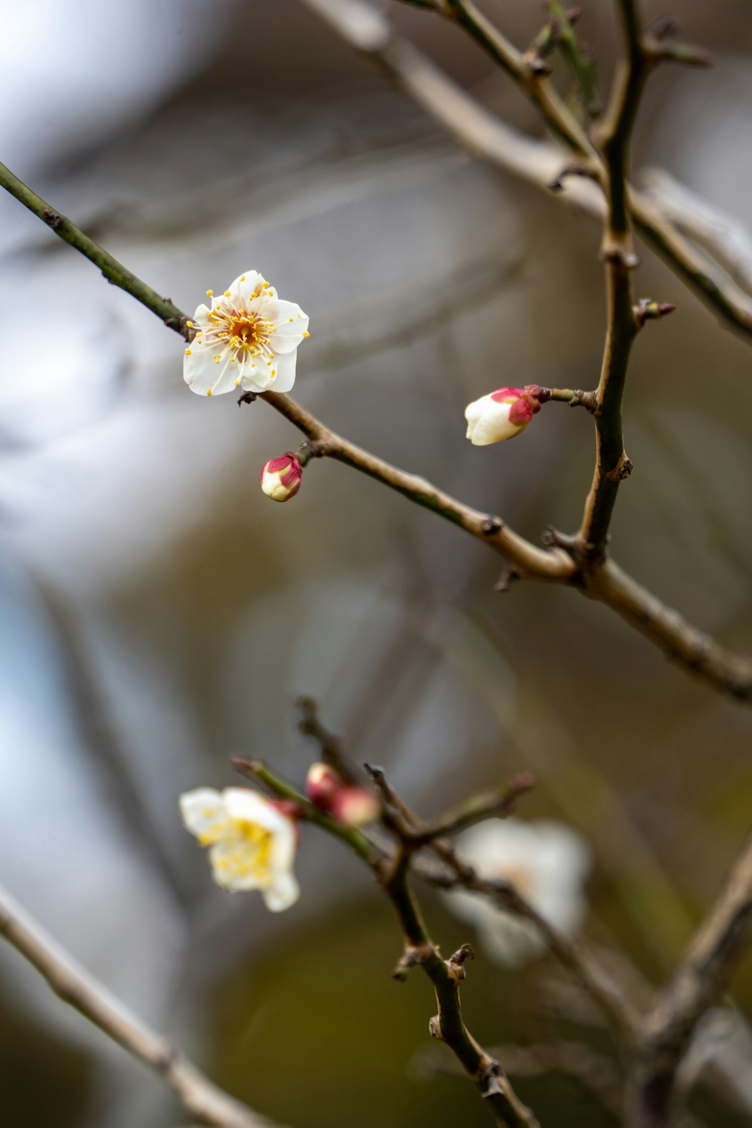 Nahaufnahme von Zweigen mit weißen Blüten und Knospen