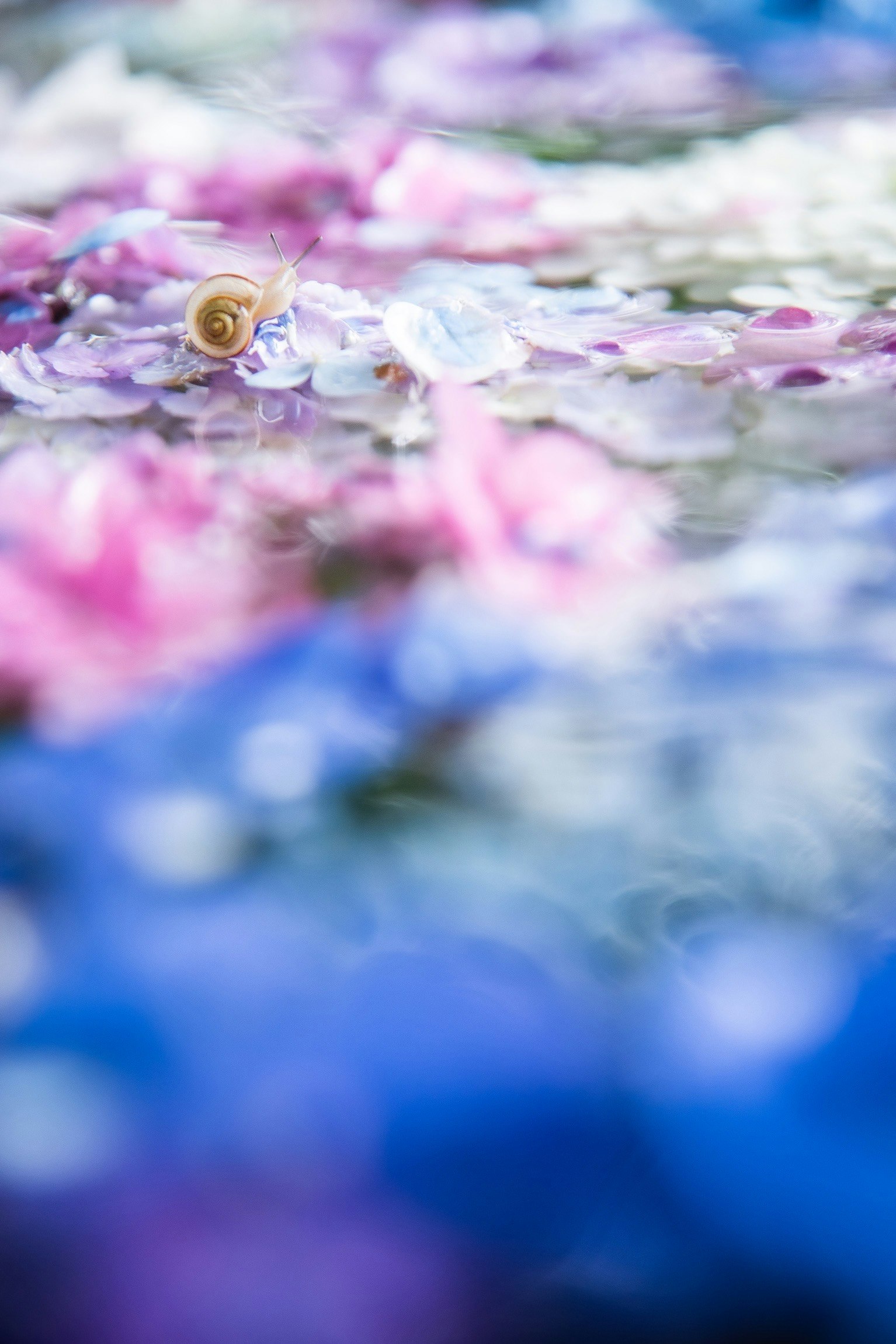 梅雨の花びらの上を這うカタツムリのマクロ画像