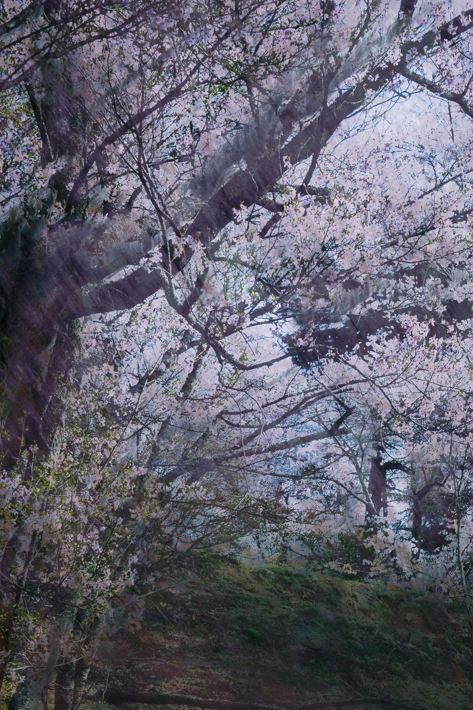 Pemandangan pohon sakura dengan bunga merah muda pucat yang mekar penuh