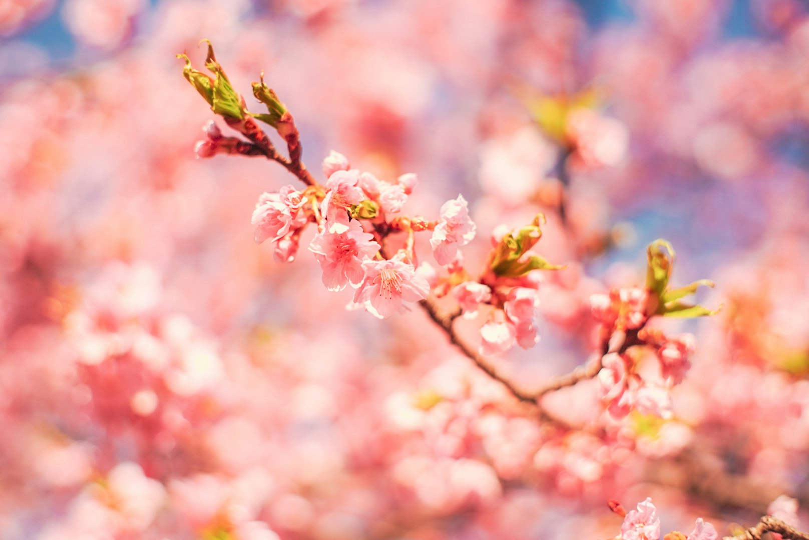 Fiori di pesco su un ramo con sfondo bokeh rosa tenue