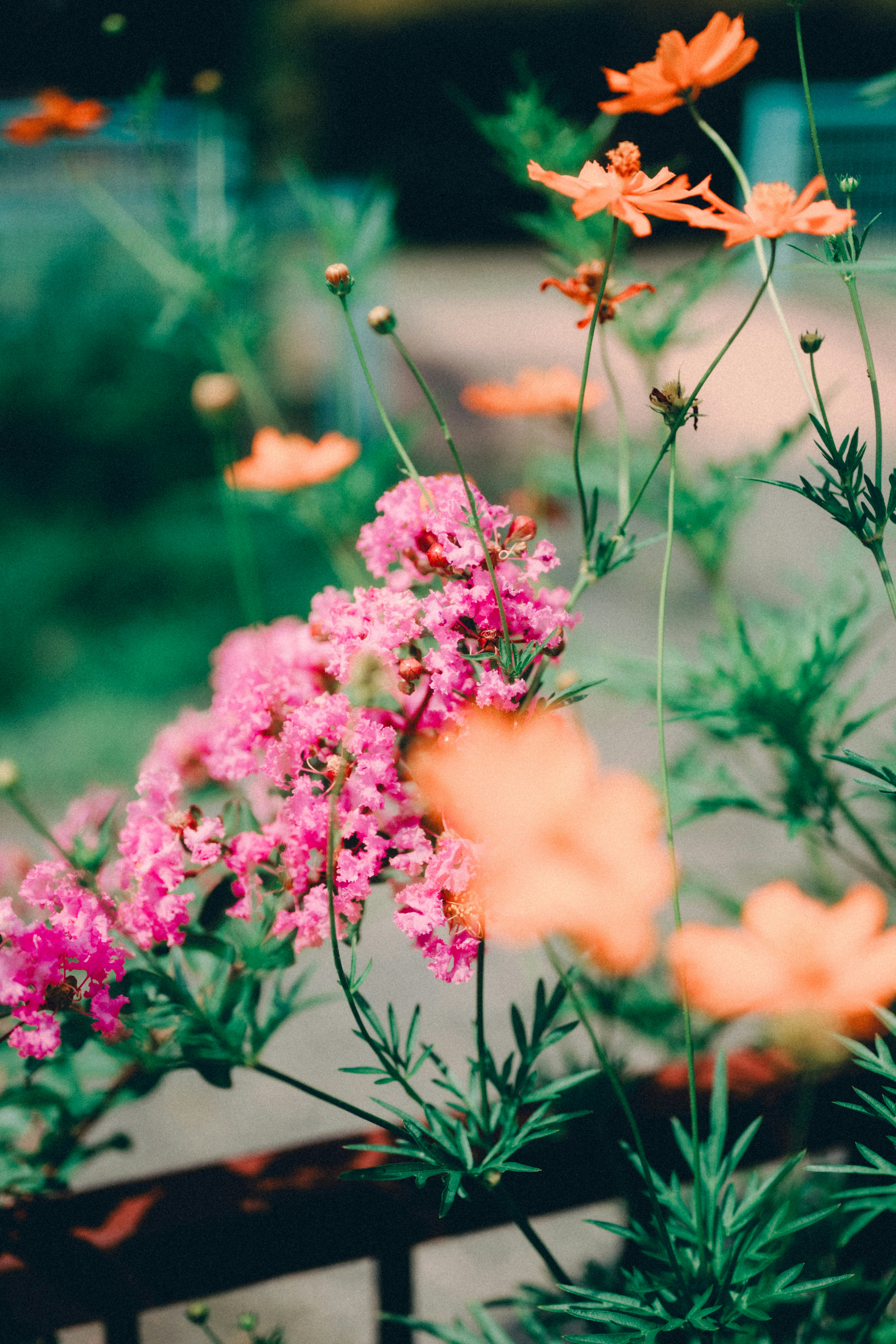 色とりどりの花が咲く庭の花壇