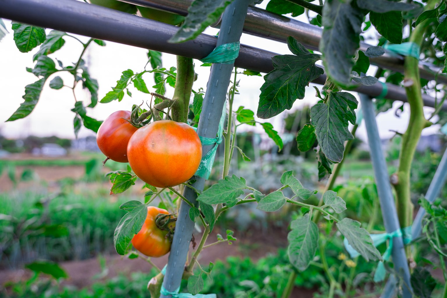 Tomates mûres sur une vigne avec des feuilles vertes dans un jardin