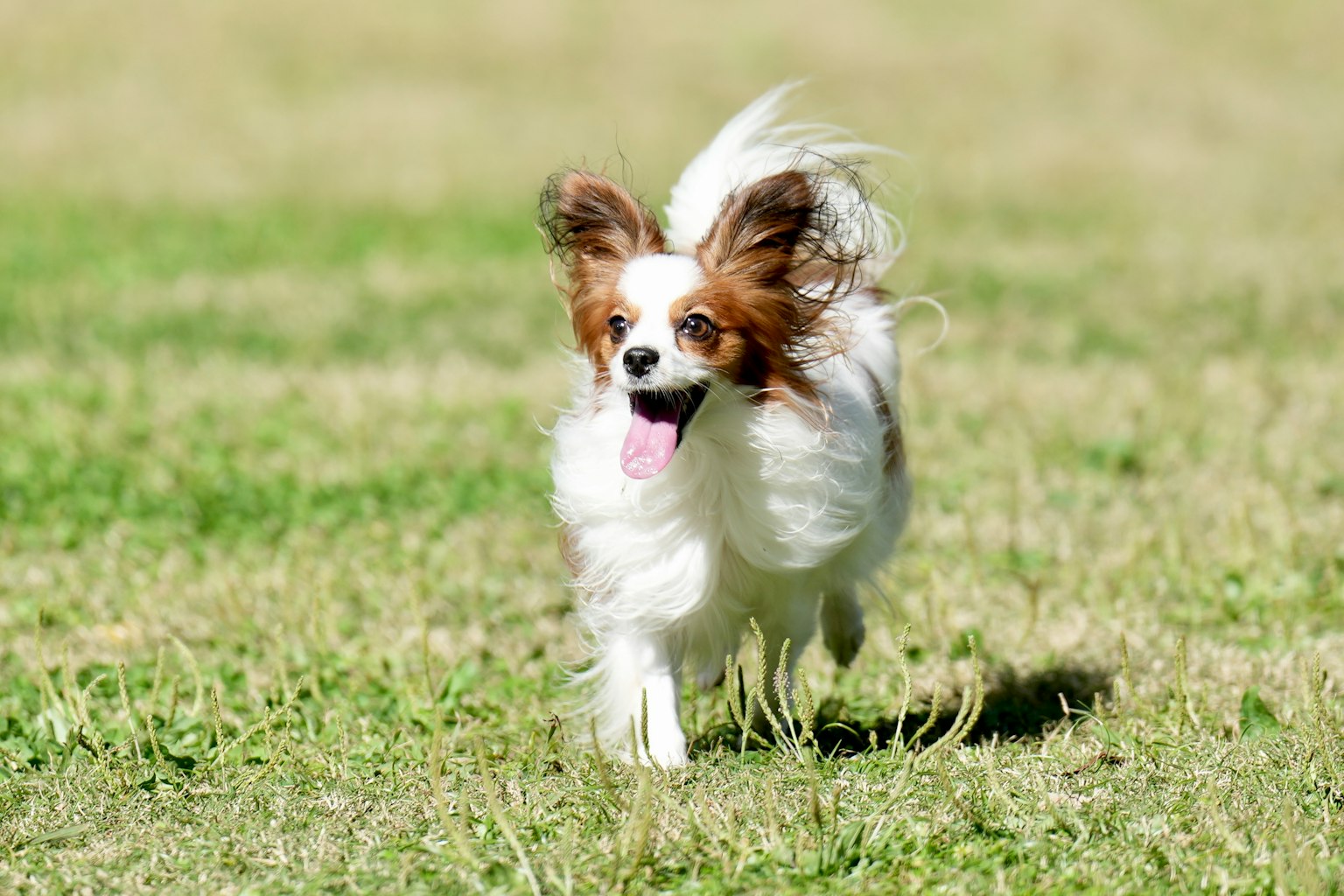 A running Papillon dog on green grass enjoying playtime