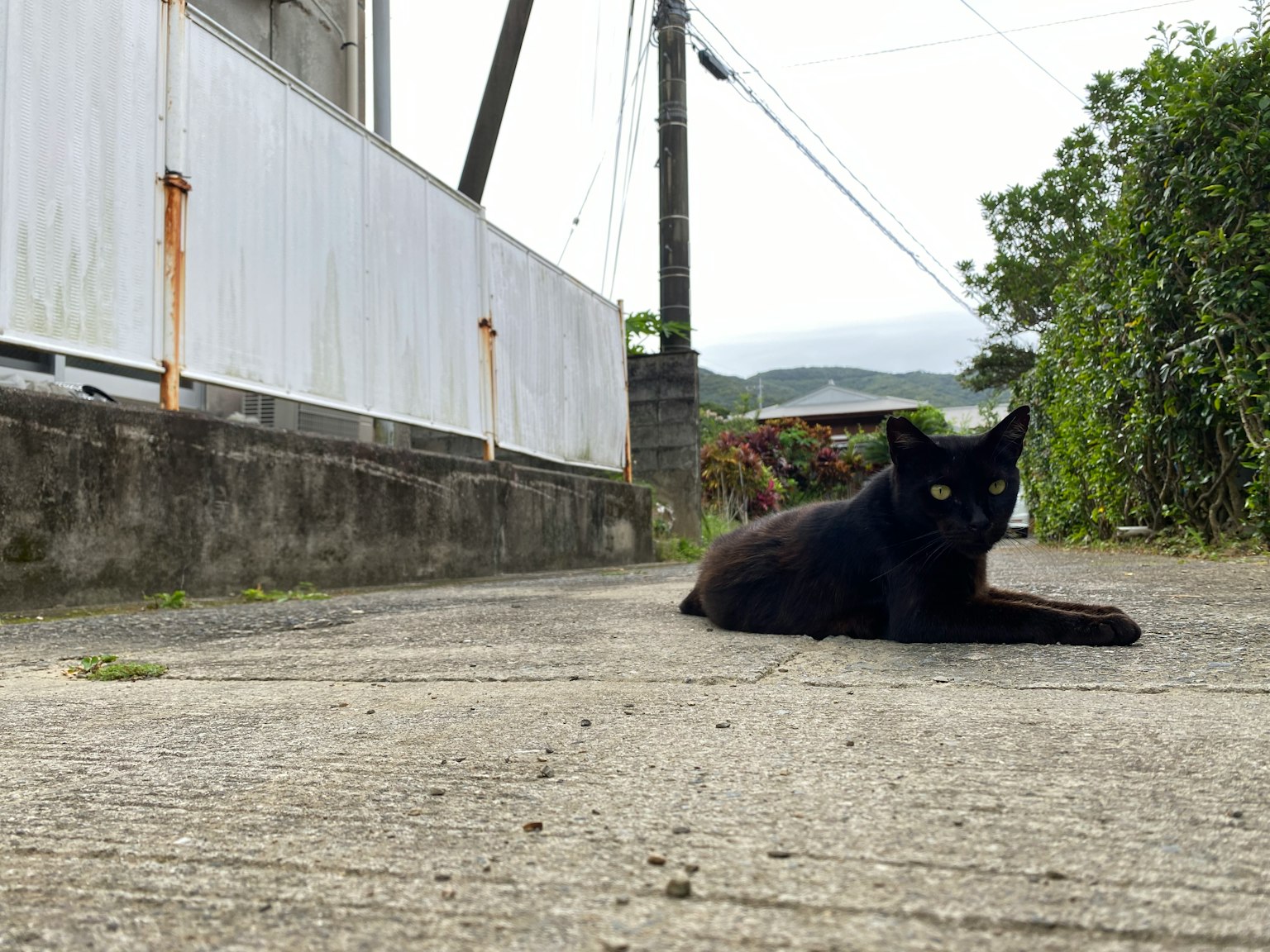 A black cat lying on a concrete path in a tranquil setting