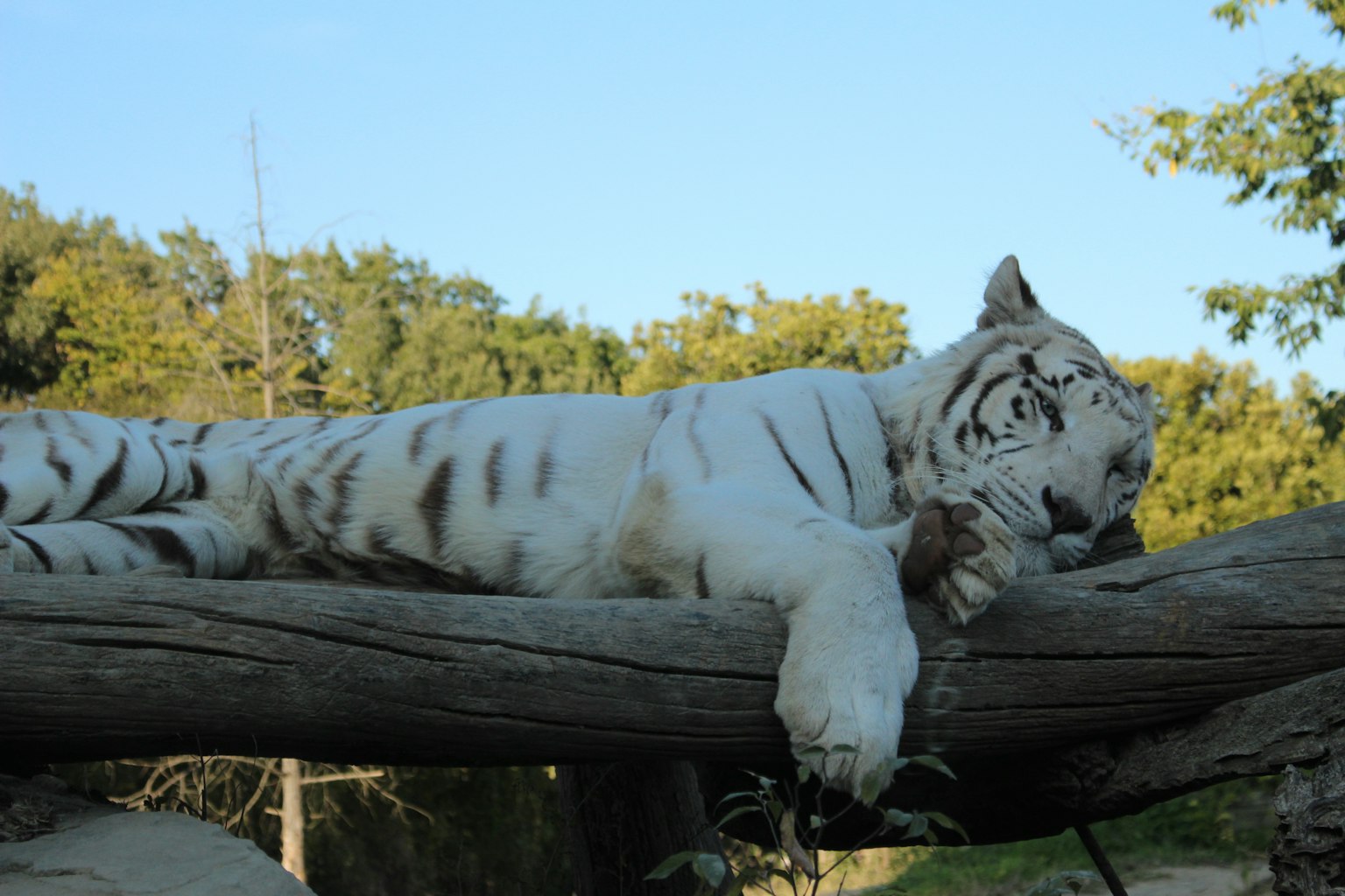 Un tigre bianco che si rilassa su un tronco circondato da vegetazione