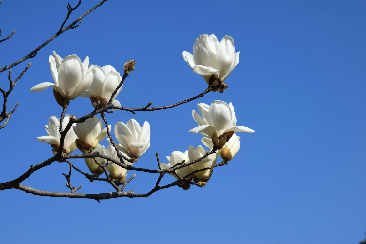 White magnolia flowers blooming on a branch against a blue sky