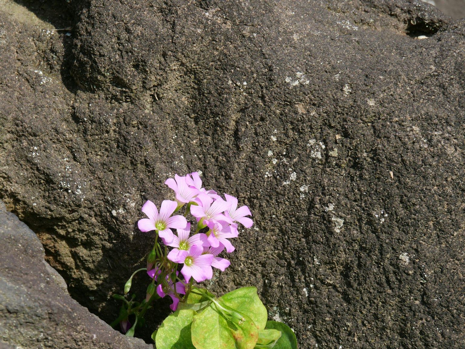 Fleurs roses délicates poussant entre des rochers