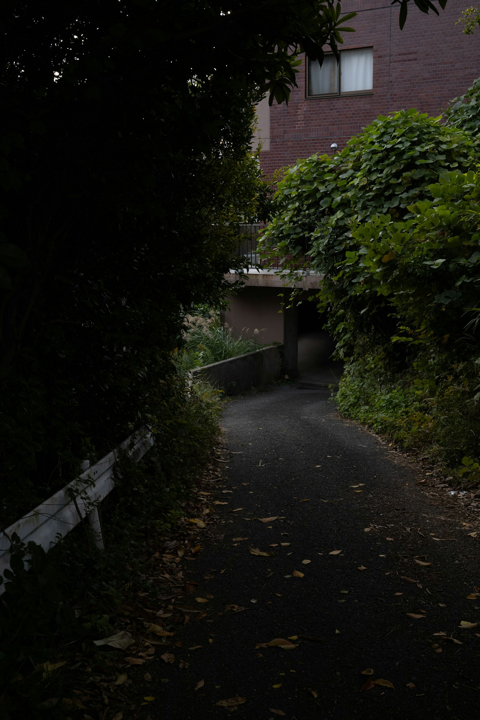 Sendero estrecho rodeado de vegetación con parte de un edificio visible
