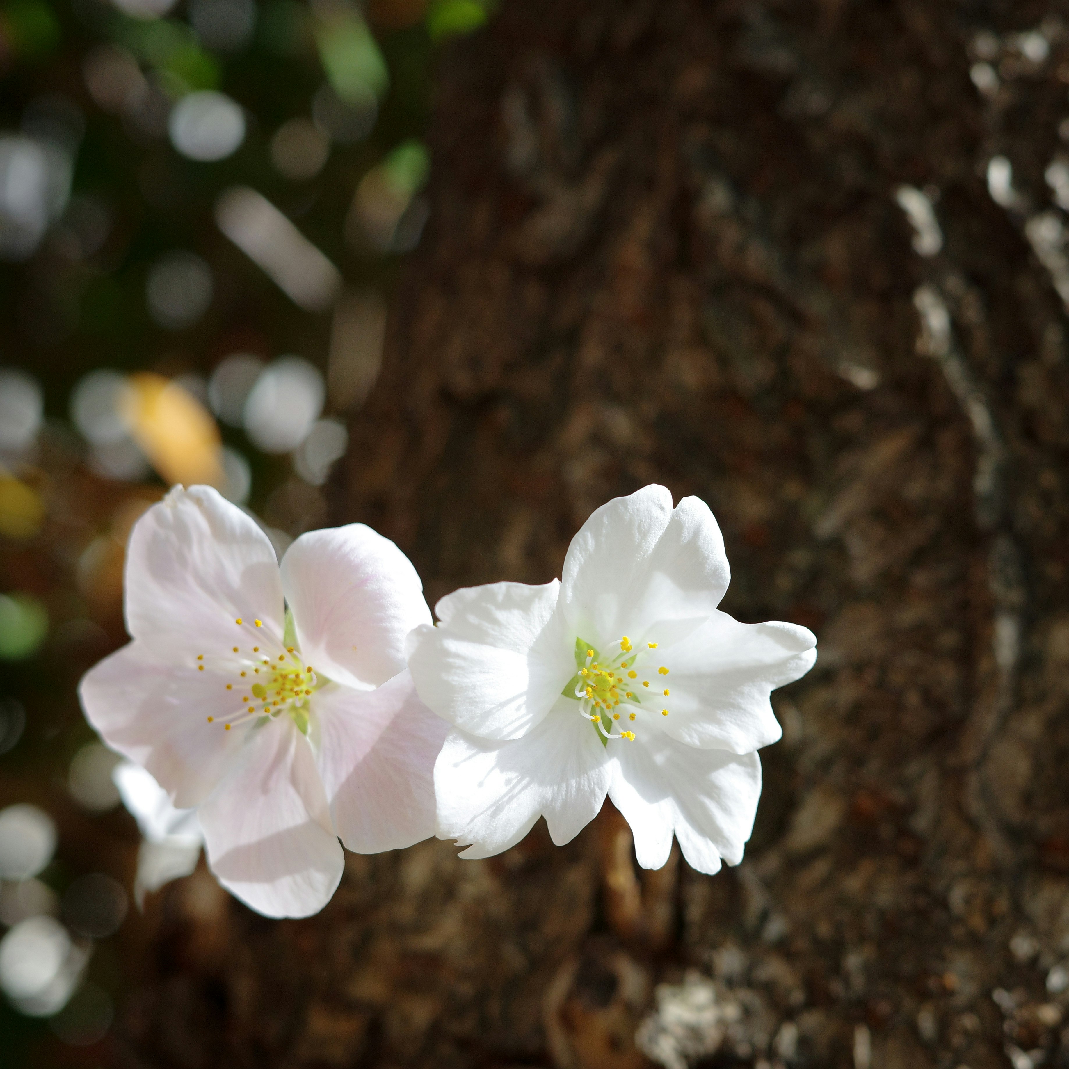 桜の白い花が木の幹の前で咲く春の東京の風景