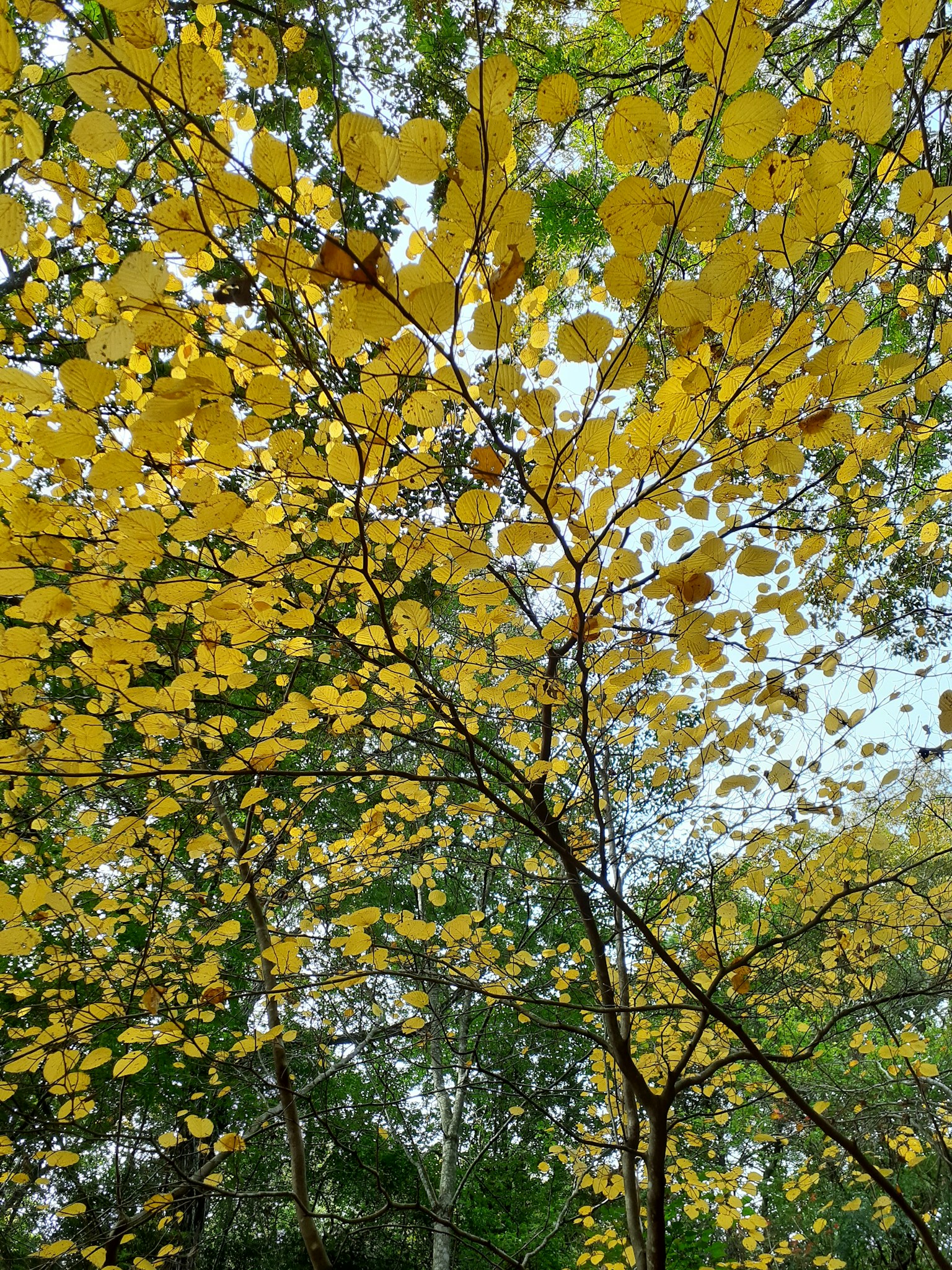 Vue d'en bas des branches couvertes de feuilles jaunes