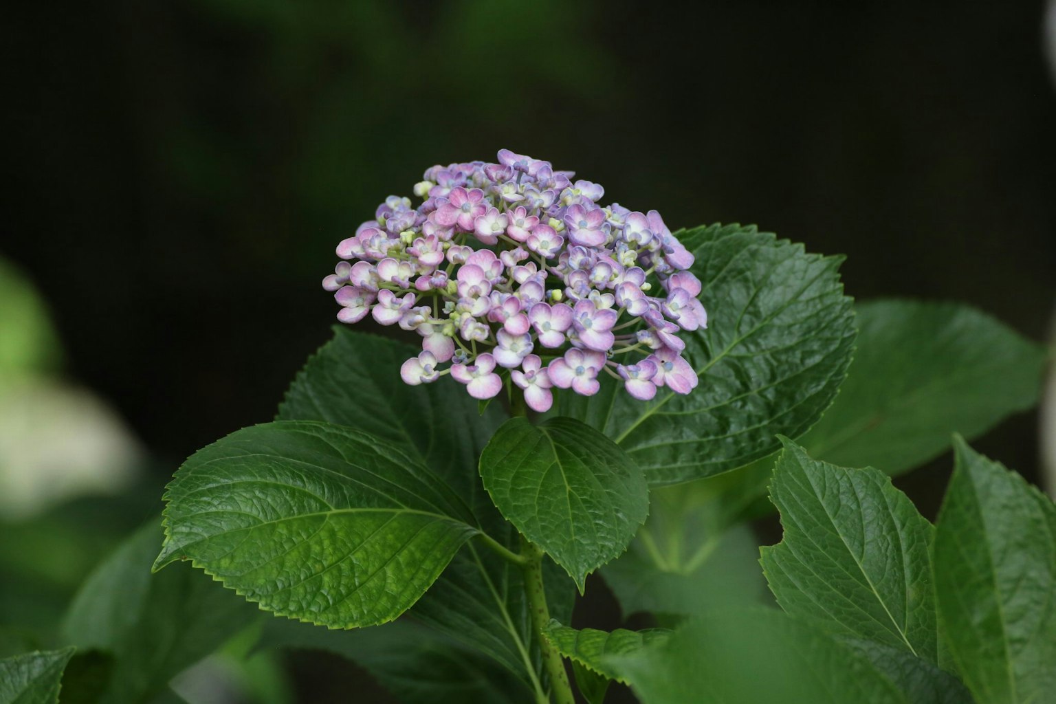 Pianta di ortensia con fiori viola chiaro