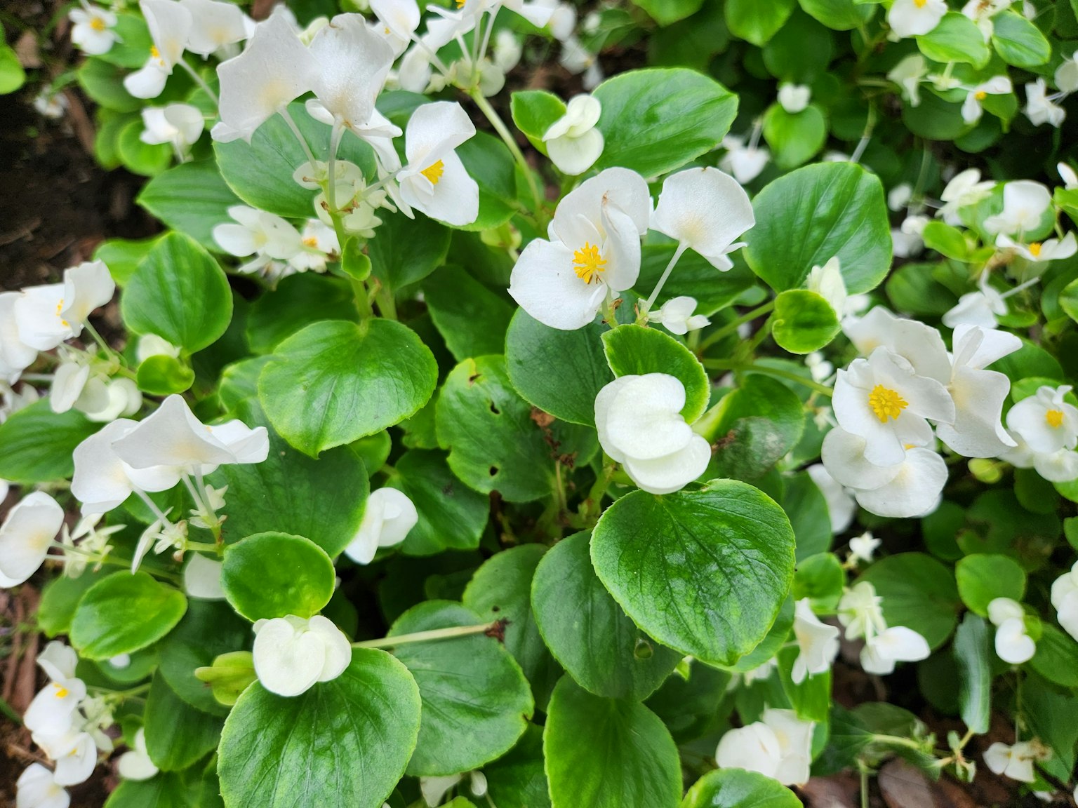 Primer plano de una planta con hojas verdes y flores blancas
