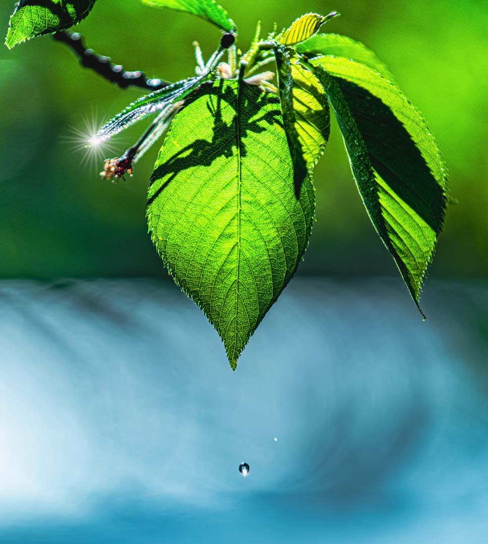 Foglie verdi con una goccia d'acqua sospesa in un ambiente naturale