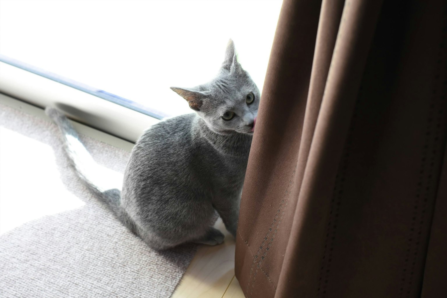 Gato gris sentado cerca de una cortina