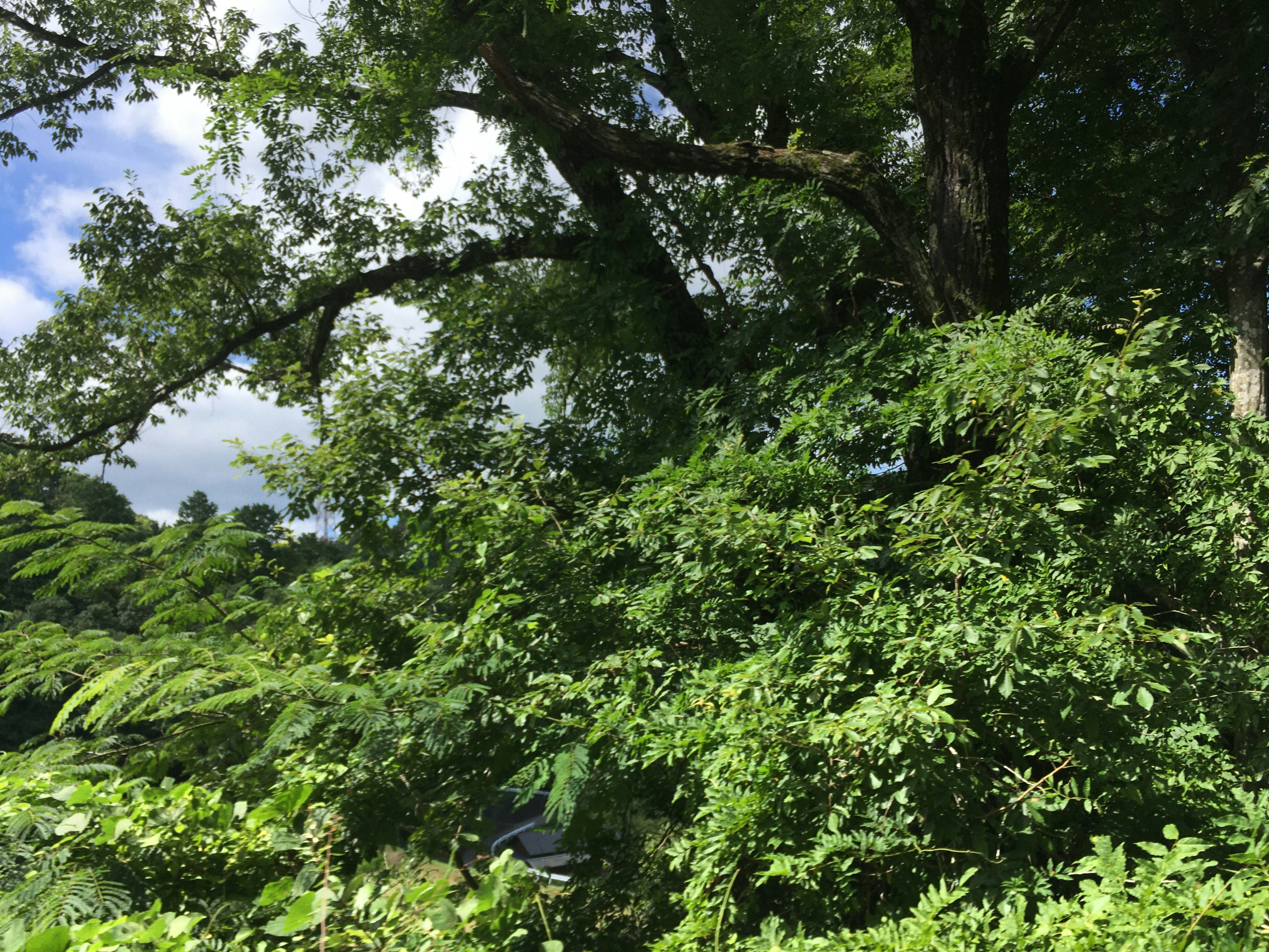 lush greenery in a natural forest scene