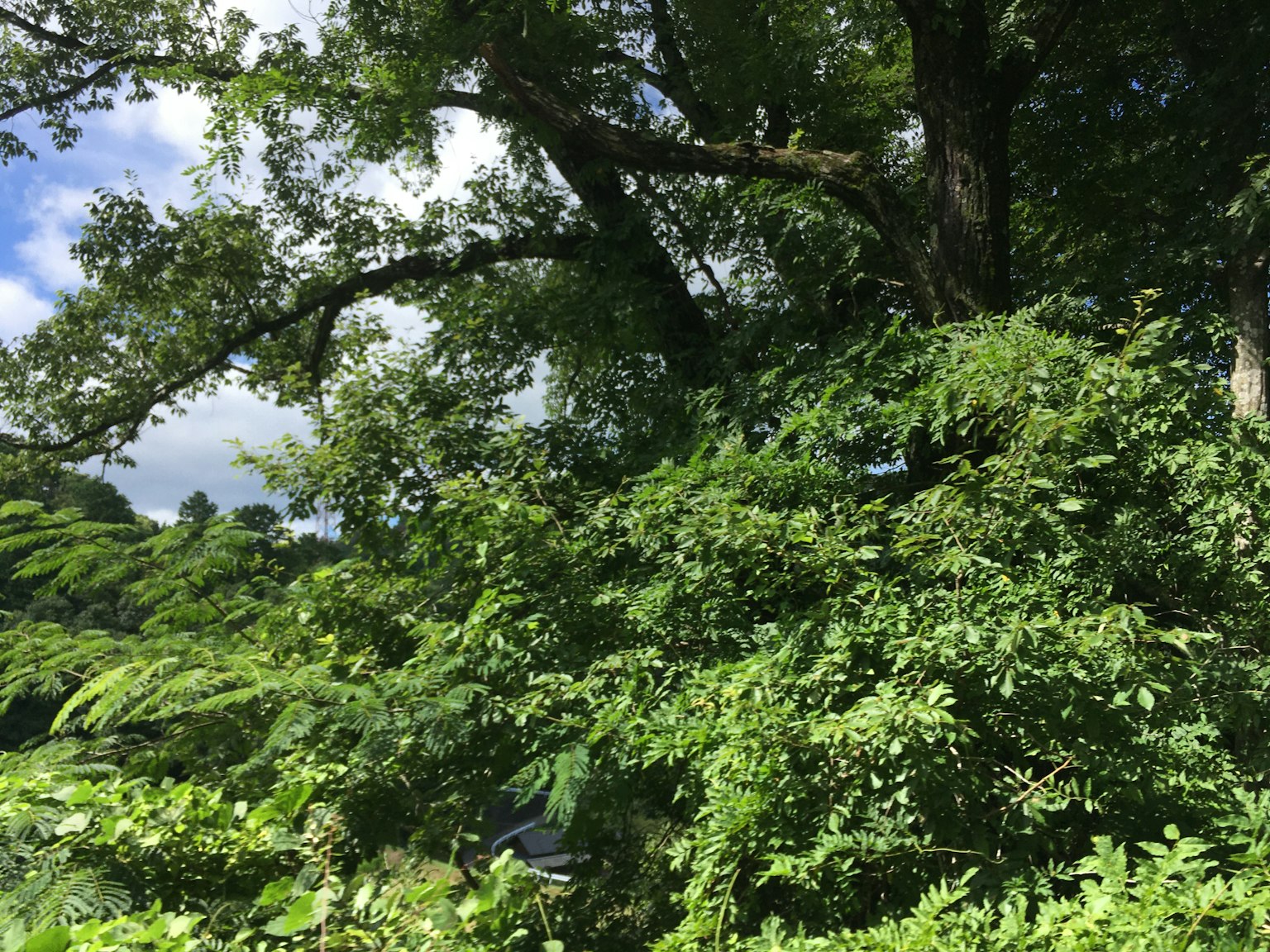 郁郁葱葱的绿色植物和蓝天