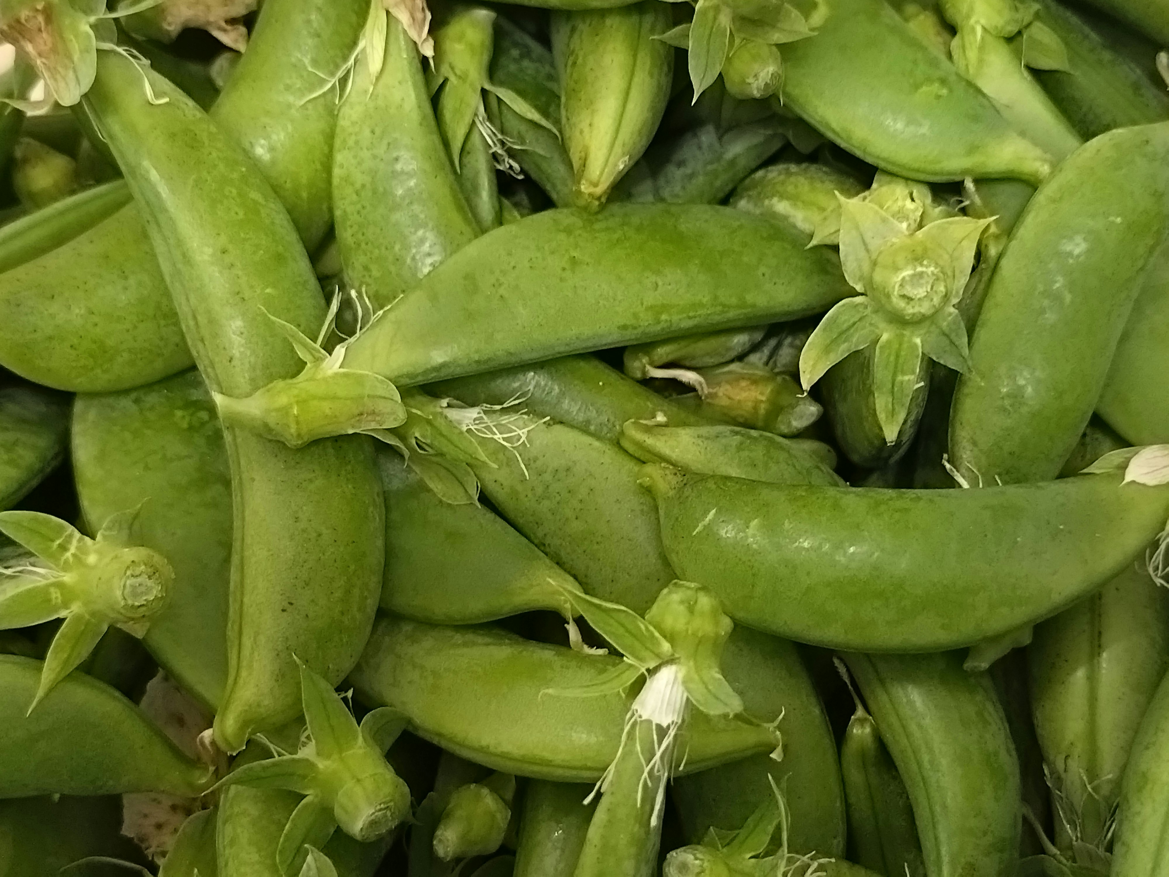 青豆荚里的青豌豆