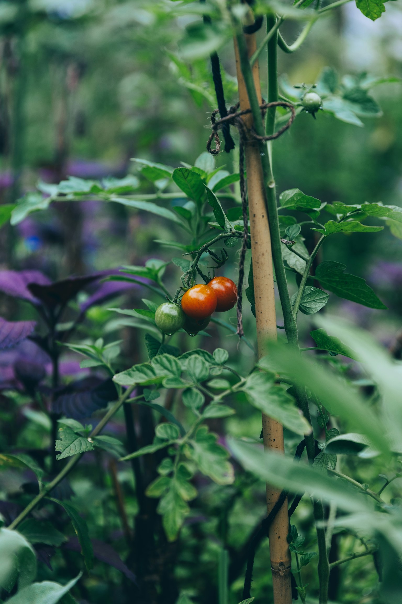 Orange Kirschtomaten wachsen zwischen grünen Blättern mit lila Blumen im Hintergrund