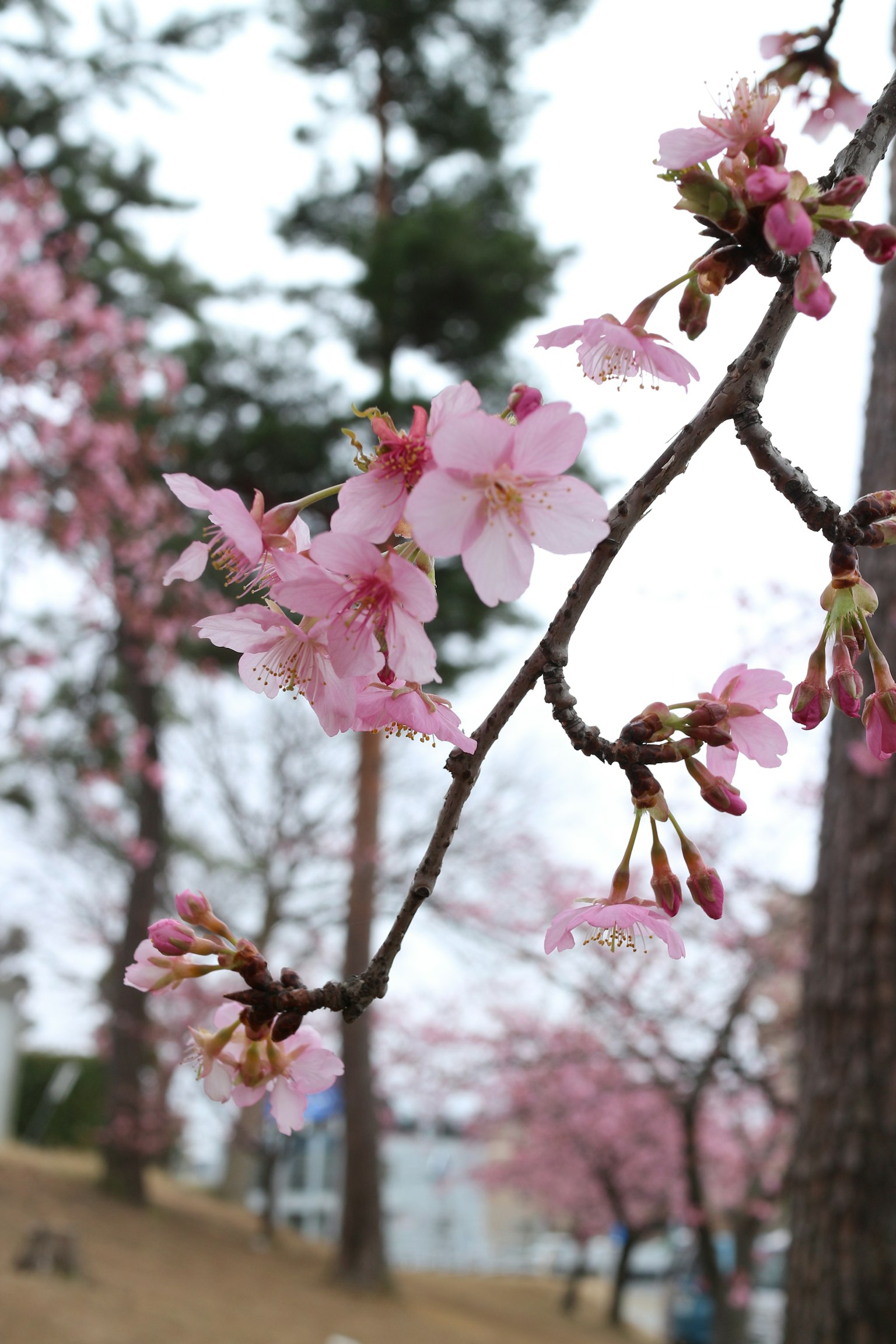 Acercamiento de flores de cerezo en una rama
