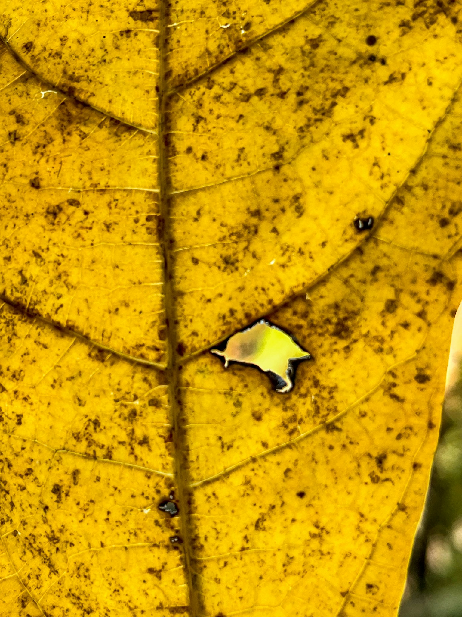 Petit insect blanc sur une feuille jaune