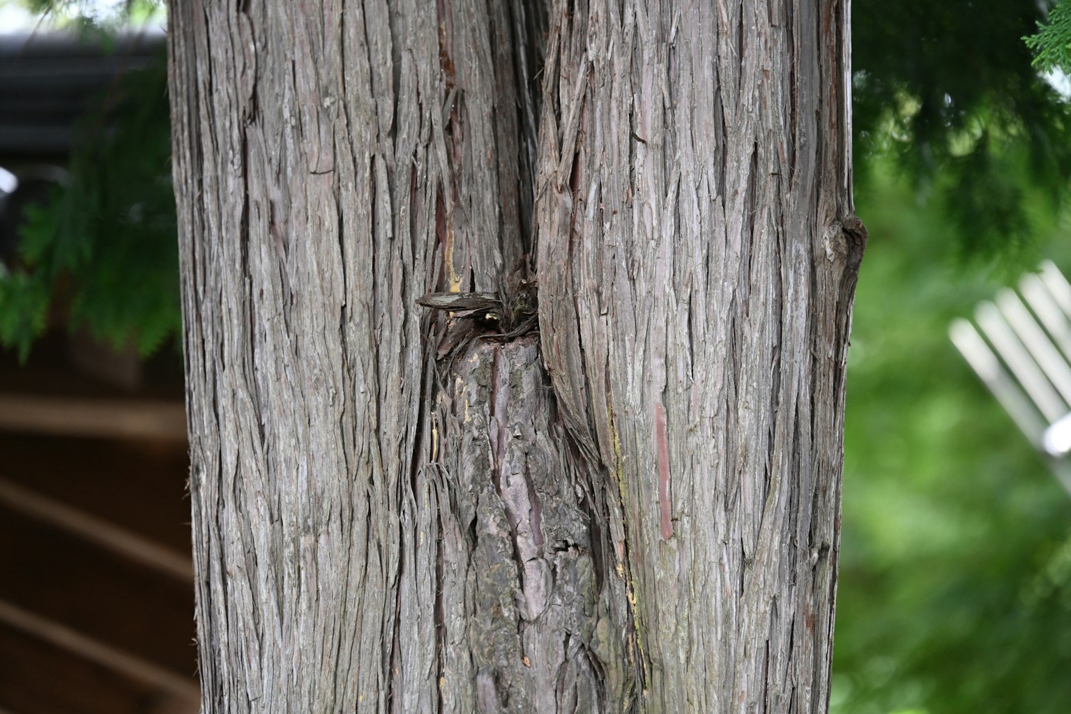 Textura detallada y grieta de un tronco de árbol
