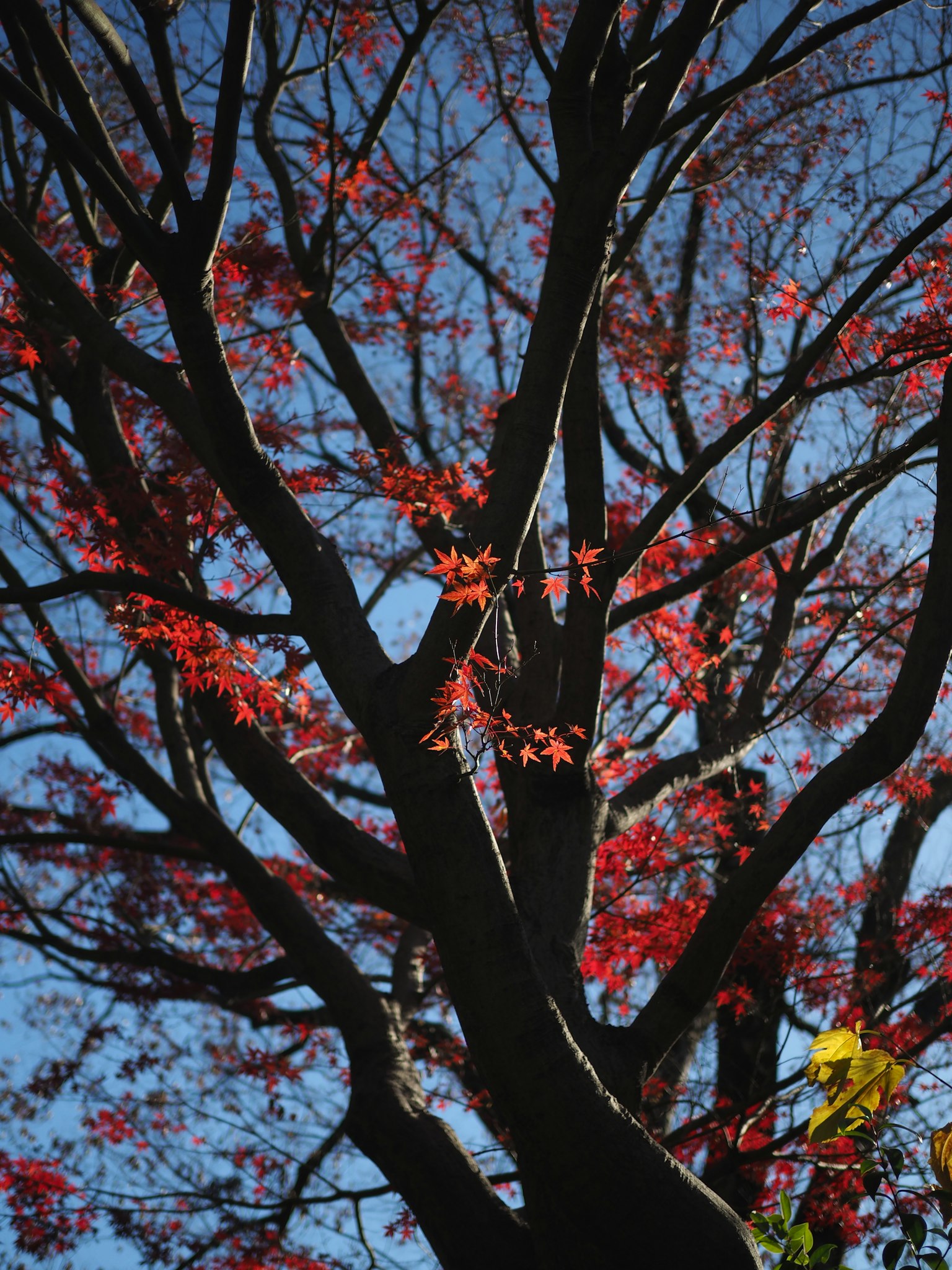 Branches d'un arbre avec des feuilles rouges vives contre un ciel bleu