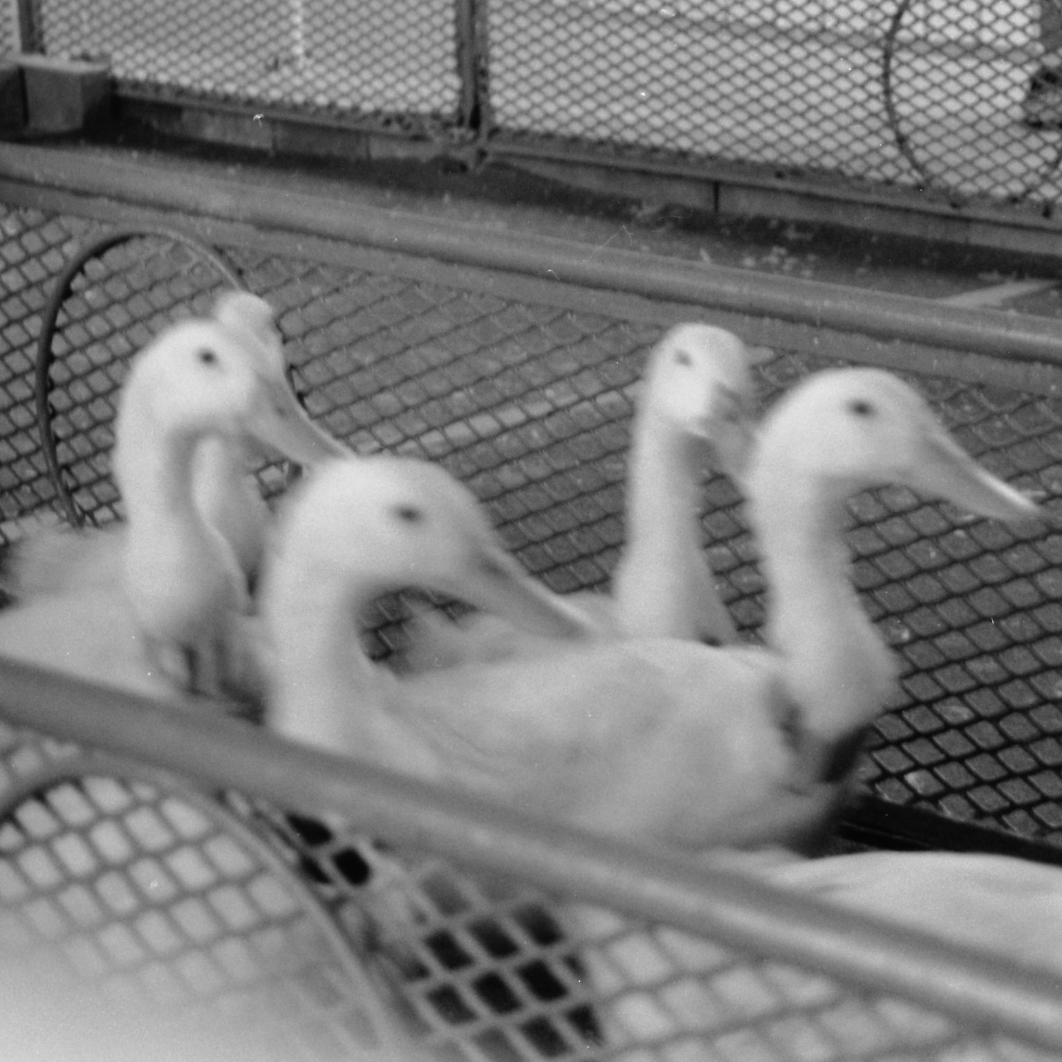 White ducks in a wire enclosure
